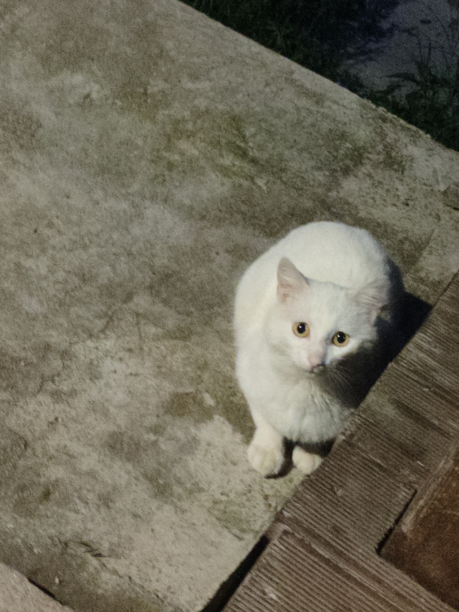 A white domestic cat is positioned on a mottled grey concrete surface in the city of Varshilo, Bulgaria. The cat, oriented facing upwards towards the camera, exhibits clean white fur and prominent yellow-gold eyes with dilated pupils. A distinct shadow is cast to the cat's immediate right, indicating an overhead light source. To the lower right of the frame, a segment of dark brown, grooved wooden planks or steps is visible, arranged in an L-shape. The concrete ground surrounding the cat displays irregular patches of darker grey, green, and brown discoloration, suggesting dirt or moss. The upper right corner of the scene features a dark, out-of-focus area consistent with vegetation. No human subjects or direct interactions are observable.