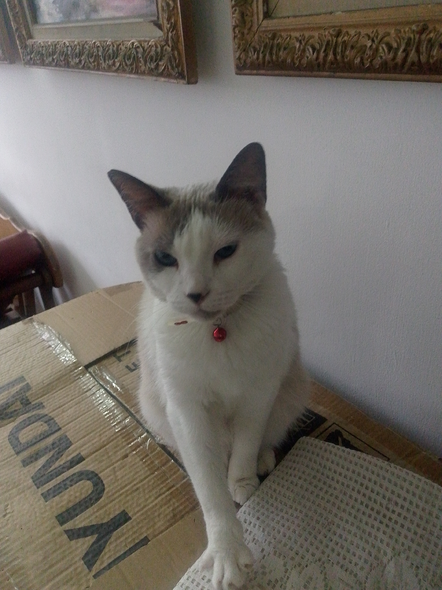 An indoor, eye-level, medium shot captures a cream-colored Siamese cat with brown markings on its ears and face, sitting on top of a cardboard box. The cat is looking towards the camera with its blue eyes, and a small red bell is visible on its collar. The background features a white wall with two framed pictures hanging on it, and a wooden chair is partially visible to the left. The lighting appears to be natural, coming from an unseen window. The scene is set in a residential interior, likely a living room, in Caracas, Venezuela.
