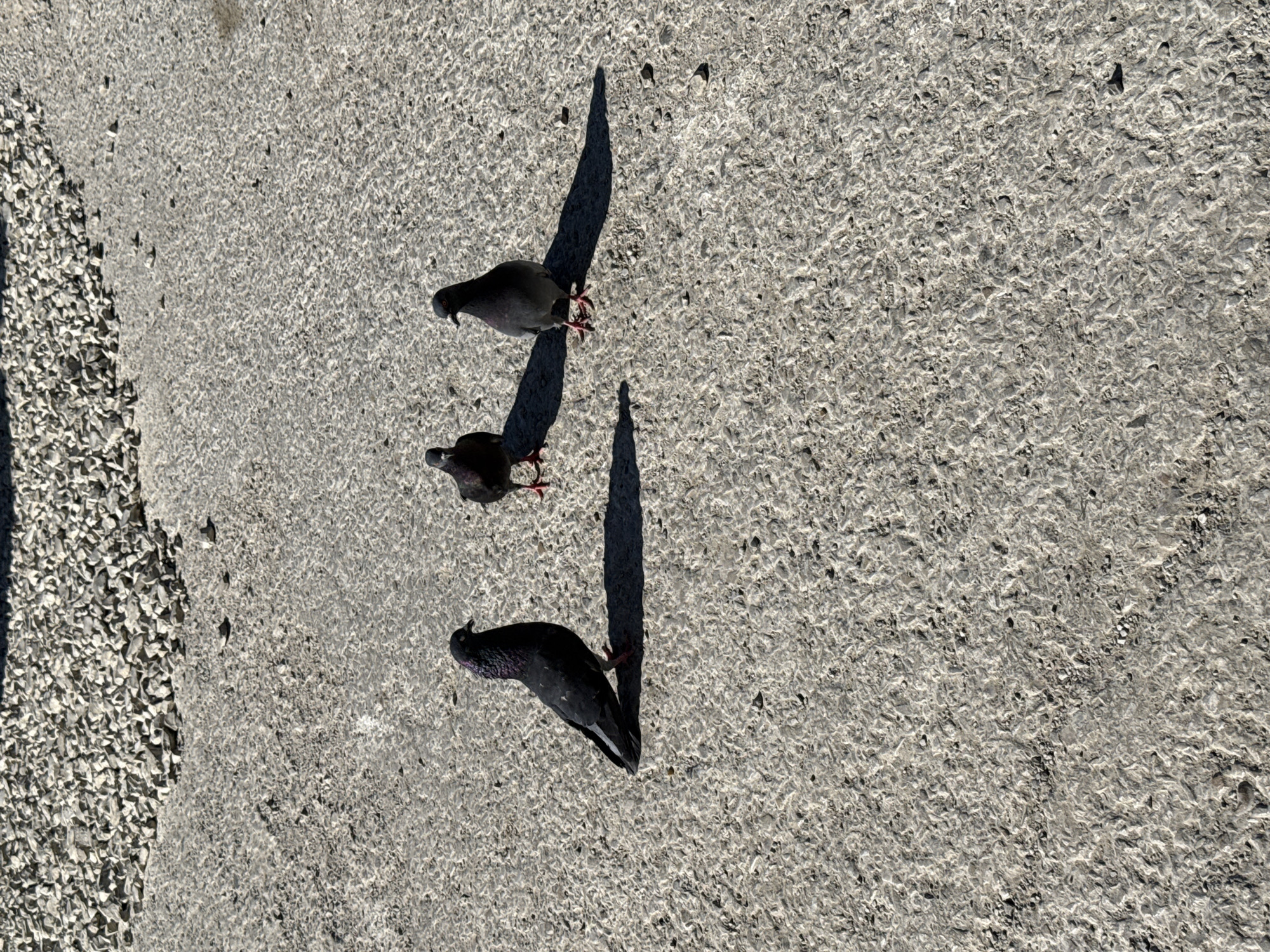 Three pigeons are standing on a cracked asphalt surface. Two of the pigeons are facing the camera, and one is facing to the left. The pigeon on the left is darker in color with purple iridescence on its neck. The other two pigeons are lighter gray. In the background, there is a pile of gravel. The scene appears to be outdoors in a city. The image was taken in Yakutsk, Russia.