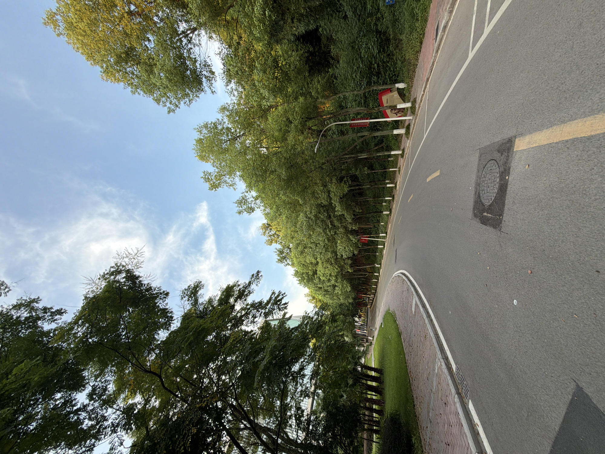 The image depicts a curved asphalt road with yellow and white lane markings, winding through a green, tree-lined environment. The road surface shows a manhole cover and several scattered leaves. On the left side of the road, a paved walkway with red brick patterns borders a grassy area. Tall trees with lush green foliage line the right side of the road, some with white-painted bases and red banners attached to their trunks. A street lamp is visible, and further down the road, a sign with red detailing is mounted on a wooden easel. In the background, a modern building with glass windows can be seen peeking through the trees on the left. The sky above is blue with scattered white clouds. The scene appears to be a public road in a park-like or campus setting, possibly located in the city of Jiangjin, China, given the context. No people are visible in the image.