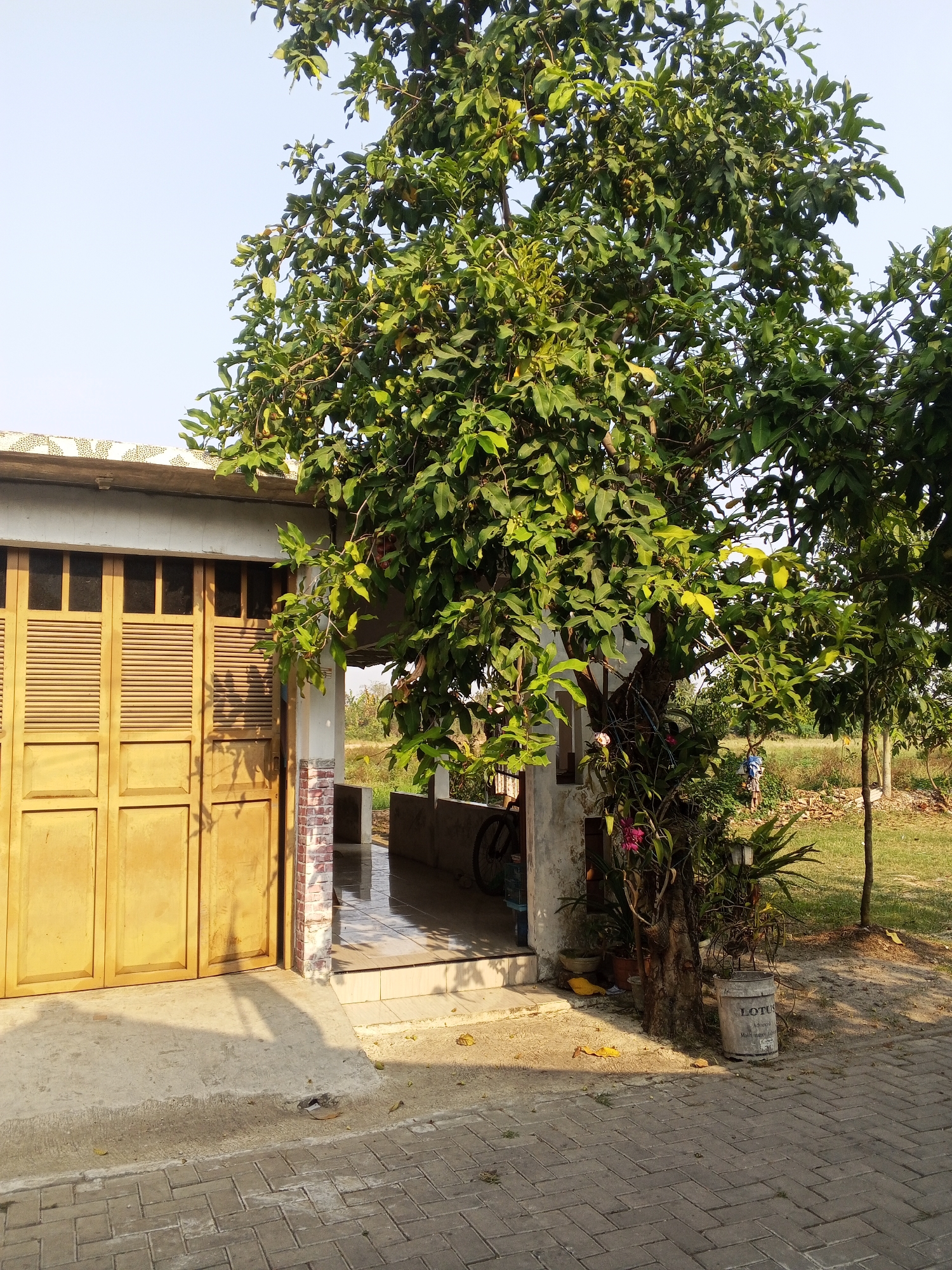 This image depicts a sunny outdoor scene at a property in Ciruas, Indonesia. The foreground is paved with grey rectangular bricks, leading to a concrete walkway. To the left, a large, light yellow, louvered double door is closed. Adjacent to the door, a light-colored building has a covered entryway with a tiled floor, partially obscured by a large tree. The tree, with its dense green foliage and some visible fruit, dominates the center of the frame. A pink flower is blooming near the base of the tree, which is planted in a pot. A metal bucket with the brand "LOTUS" is visible next to the tree. In the background, a grassy area with scattered brown debris extends towards the horizon, under a clear blue sky. A faint shadow of a bicycle is cast on the concrete in front of the doorway.