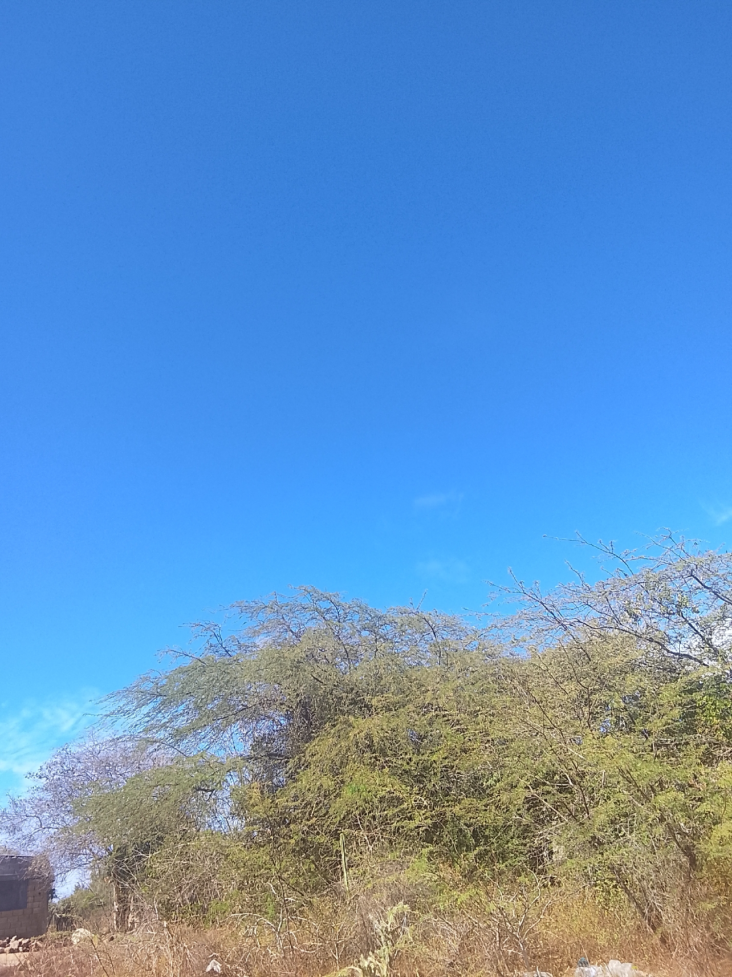 The image depicts a clear blue sky over a landscape in Altagracia, Venezuela. Dominating the lower portion of the frame are trees and dry vegetation. A partial building structure appears on the left side of the image. There are no people visible.