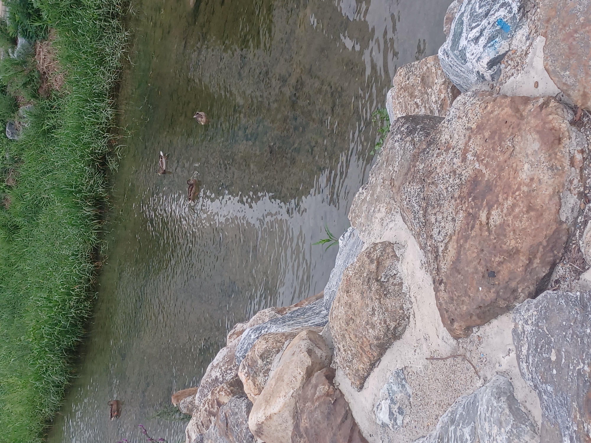 Four ducks are swimming in a shallow, clear stream. The stream banks are lined with lush green grass on the far side and large, light-colored rocks on the near side. One duck is close to the left bank, while the other three are further into the stream. The water is gently rippling, reflecting the green of the grass. The rocks in the foreground are varied in size and color, some with a rough, sandy texture and others with smoother, more polished surfaces. This scene is located in the Cheonggyecheon Stream in Seoul, South Korea.