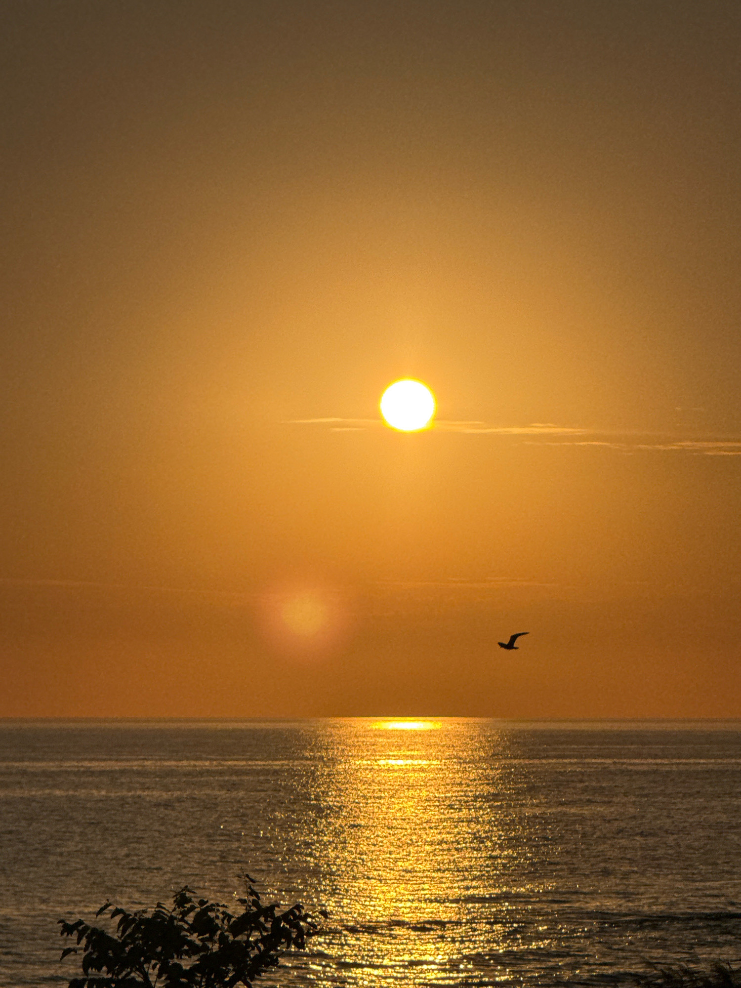 An aerial view of a sunset over the Caspian Sea in Aktau, Kazakhstan, shows a vibrant orange sky with the sun as a bright, glowing orb. A solitary bird, likely a seagull, soars in the middle ground, silhouetted against the colorful sky. The sea below reflects the sunset's golden hues, creating a shimmering path of light across the water's surface. In the foreground, the dark silhouette of a leafy branch adds a touch of nature to the scene.