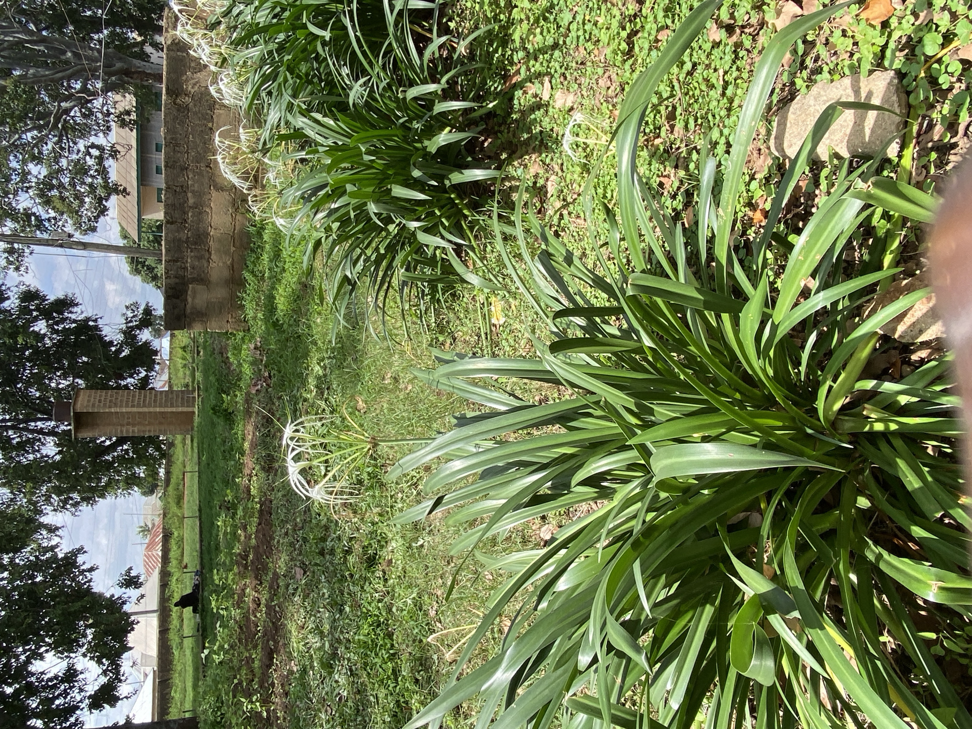 The image depicts an outdoor scene in Bukuru, Nigeria, characterized by lush greenery and a rustic architectural setting. In the foreground, several large plants with long, vibrant green leaves dominate the scene. Among these plants, delicate white flowers with thin, spidery petals are visible. The ground is covered in a mix of grass, fallen leaves, and small green ground cover.
In the background, a rectangular, brick structure, possibly a chimney or a memorial, stands tall. To the right of this structure, a low wall constructed from rough-hewn stones is present. Beyond the wall, a building with a light-colored facade and a green roof is visible, partially obscured by trees. Further in the distance, more buildings with sloping roofs and trees can be seen, suggesting a semi-urban or residential environment. A person is seated on the ground in the middle ground, facing away from the camera, near a cluster of reddish-brown soil and green plants. The overall impression is one of a well-maintained, albeit somewhat wild, garden or park area, with elements of local architecture. The sky above is partly cloudy, indicating daylight conditions.