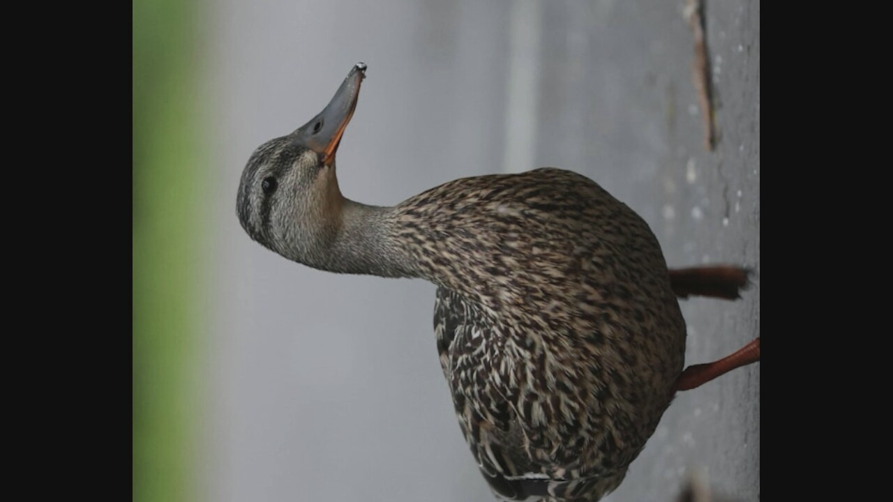 A female mallard duck stands on a paved surface. The duck is facing to the right, with its head slightly turned towards the viewer. Its plumage is mottled brown and black, and its beak is orange with a dark tip. The background is a blurred mix of green and gray, suggesting an outdoor environment. The paved surface appears wet, with some small white specks scattered on it. A thin, brown twig lies on the ground to the right of the duck.