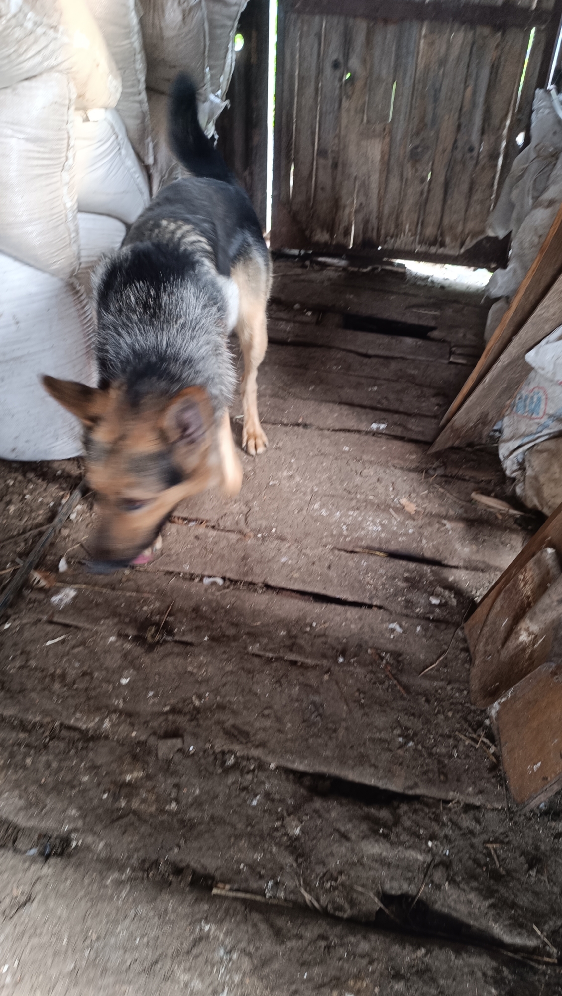 A German Shepherd dog is partially visible in a dimly lit, rustic interior. The dog is facing left, with its head down and tongue out, appearing to be in motion. Its fur is a mix of black, gray, and tan. To the left of the dog are large, white sacks, possibly filled with grain or other materials. The background consists of weathered wooden planks, forming a wall or partition, with gaps through which light enters. The floor is made of rough wooden planks, covered in dirt and debris. The overall environment suggests a barn, shed, or a similar utilitarian structure. The location is Unknown, Unknown.