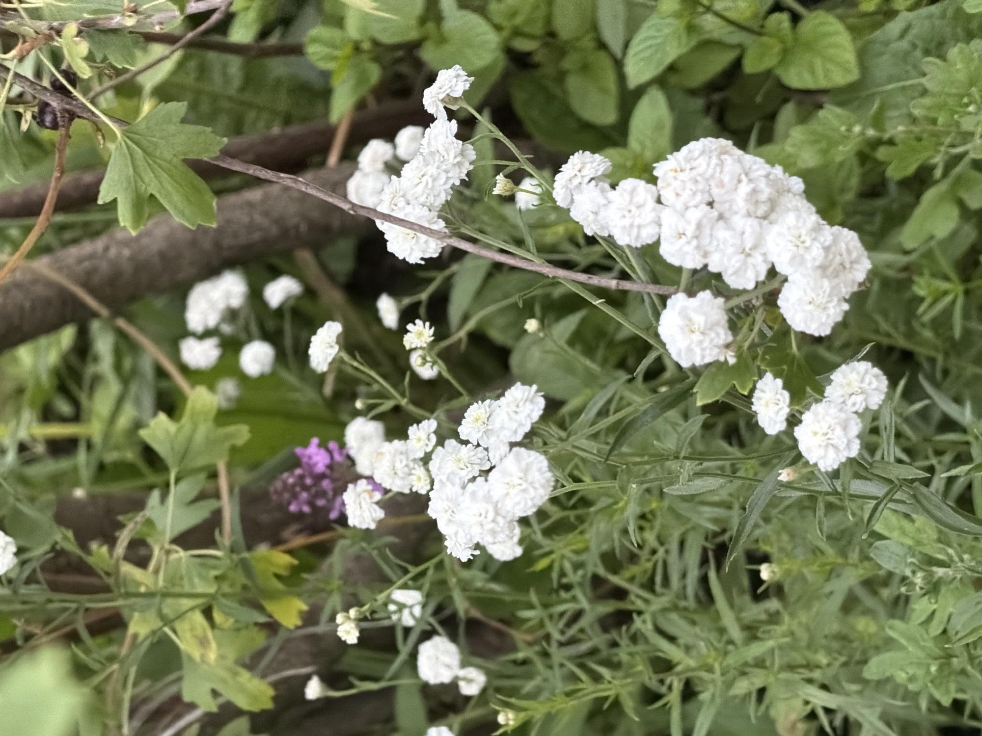 This is a close-up, eye-level, outdoor photograph of a cluster of small, white, fluffy flowers with green foliage in the background. The flowers are the primary subject, arranged in dense clusters on thin green stems. Some of the flowers are in full bloom, appearing as small pom-poms, while others are in bud. The foliage is a mix of various green leaves, some broad and others delicate and feathery. There is a dark, rough-textured tree trunk or branch visible in the upper right quadrant of the image, partially obscuring the flowers and foliage. A few dark berries are also present on a thin branch in the upper right corner. The lighting suggests it is daytime, with soft, diffused light creating subtle shadows. The overall impression is one of natural growth in a garden or wild setting. The image does not contain any people, buildings, or recognizable landmarks that would indicate its location within the city of Petukhi, Russia.