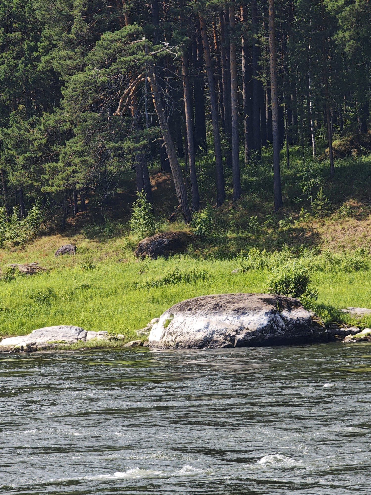 The image depicts a natural landscape along the river in Porog, Russia. In the foreground, the dark, rippling water of a river occupies the lower half of the frame, with whitecaps indicating movement. Along the riverbank, several large, grey and white rocks are visible, with one prominent boulder dominating the mid-ground. Behind the rocks, a lush green grassy slope rises, dotted with smaller rocks and vegetation. Further up the slope, a dense forest of tall pine trees with dark trunks and green foliage creates a dark backdrop against a bright sky. The overall scene conveys a sense of wilderness and tranquility.
