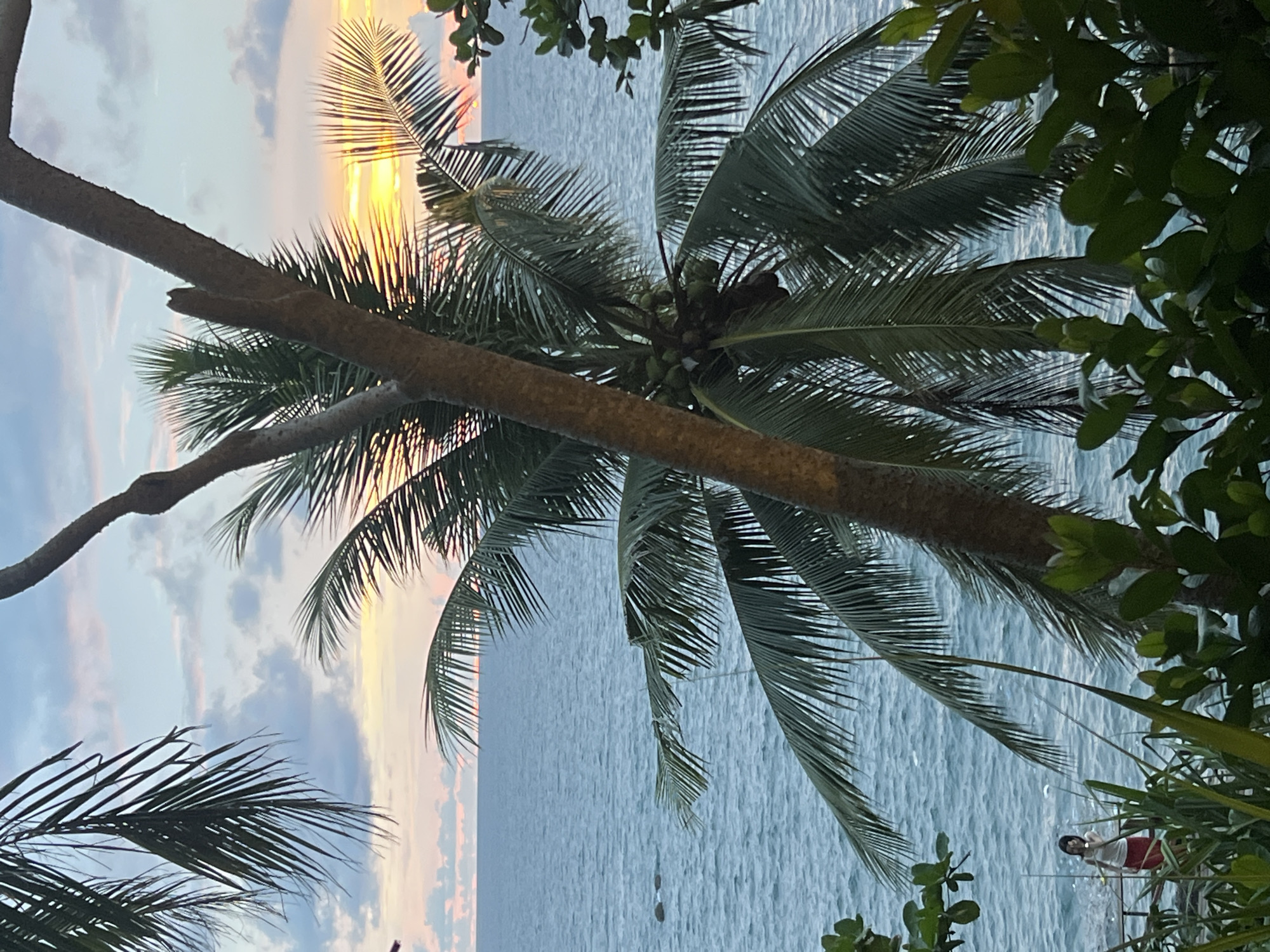 A sunset is visible over the ocean, framed by palm trees. The sky is a gradient of pink, yellow, and blue, with scattered clouds. The ocean is calm and blue. In the foreground, a person wearing a white tank top and red skirt stands on a wooden walkway. Lush green foliage is present on either side of the frame. The scene appears to be a tropical location, possibly Karon, Thailand, known for its beaches and sunsets.