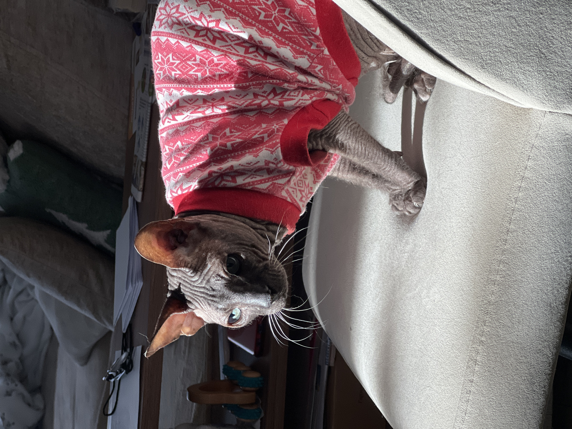 A Sphynx cat wearing a red and white patterned sweater is upside down, clinging to the side of a light-colored couch. The cat has wrinkled skin, large ears, and long whiskers. The location is not possible to determine from the image.