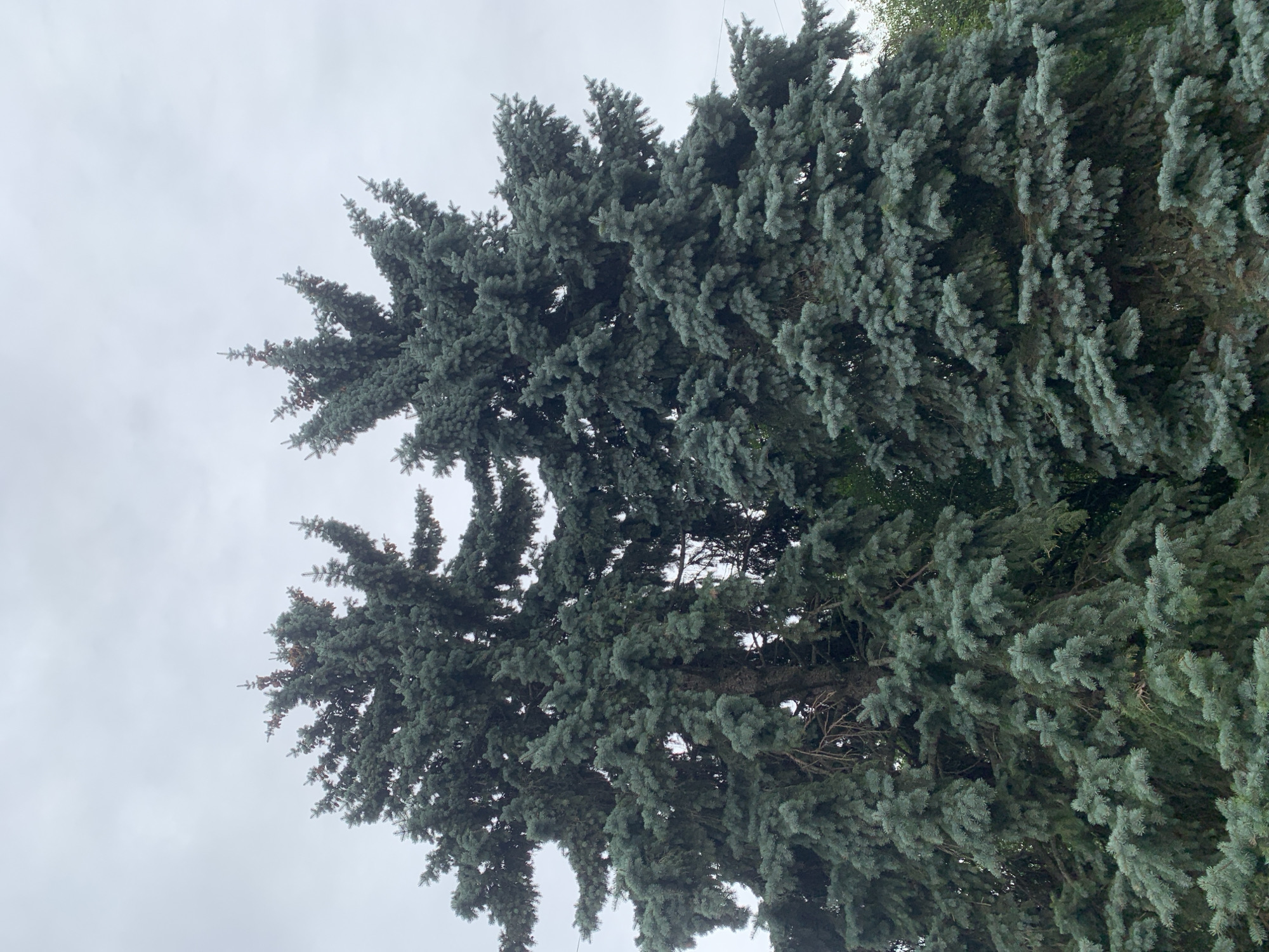 The image shows two tall, mature blue spruce trees against a cloudy sky. The trees are dense and full of branches covered in blue-green needles. Some brown cones are visible amongst the needles at the top of the trees. The foreground is dominated by the textured foliage of the spruces, with glimpses of darker green foliage from other trees in the background. The lighting is diffused, consistent with an overcast day. No people, animals, or man-made structures are visible in the frame. The specific location in Lviv, Ukraine cannot be determined from the visual information alone.