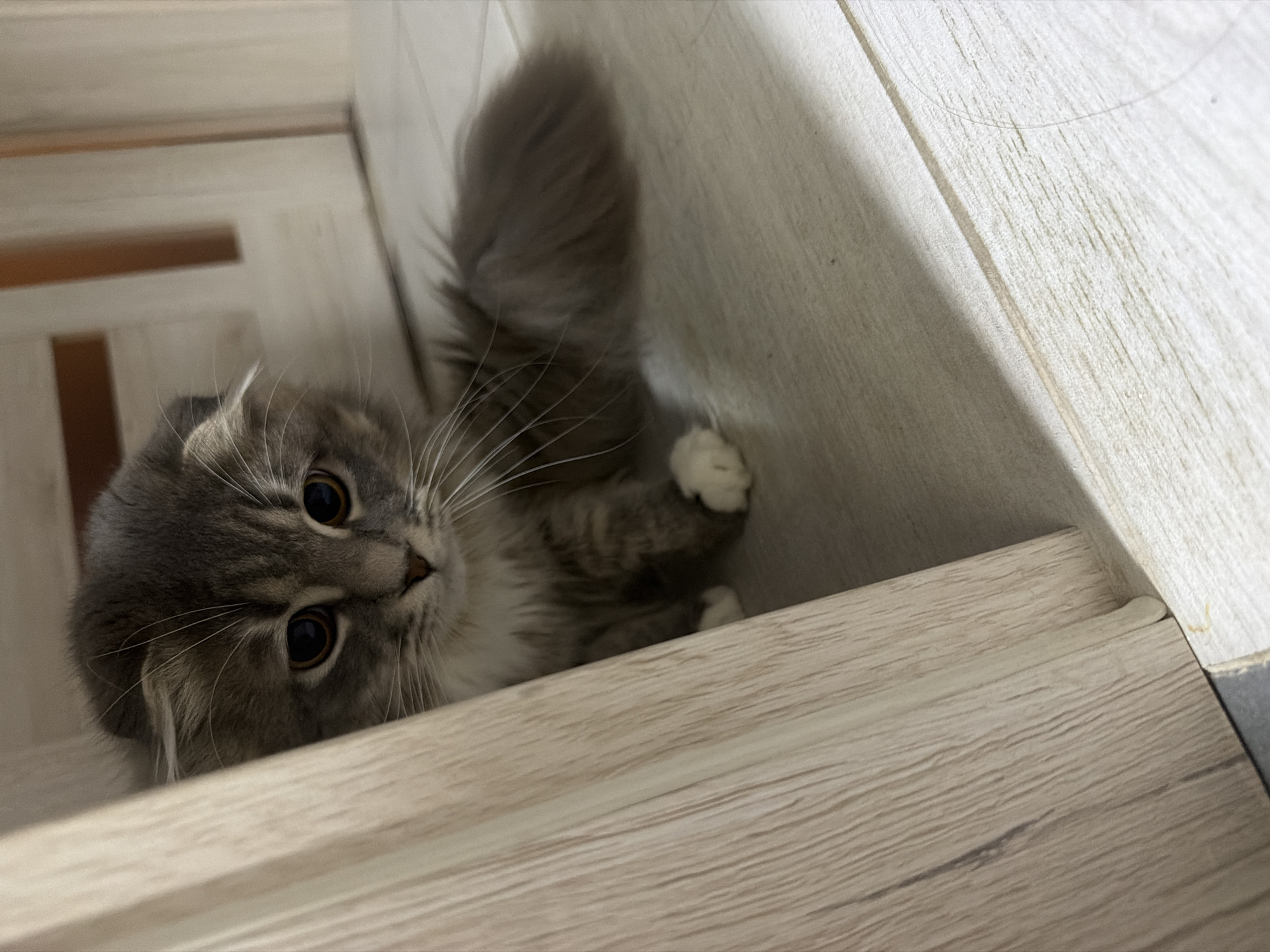 A fluffy, grey and white Scottish Fold cat is captured in a close-up, upside-down shot. The cat's large, dark eyes are wide and expressive, looking directly at the camera with a curious or playful gaze. Its ears are folded, characteristic of the breed. The cat is positioned on what appears to be wooden steps or planks, with a textured, light-colored wood grain visible. Its paws, one with white fur, are also visible. The background is softly blurred, suggesting a domestic indoor setting. The lighting appears to be artificial, casting subtle shadows. The overall mood is endearing and intimate, focusing on the cat's charming features and its interaction with its immediate surroundings. The photograph was taken in Vovchynets, Ukraine. There is no visible text in the image.