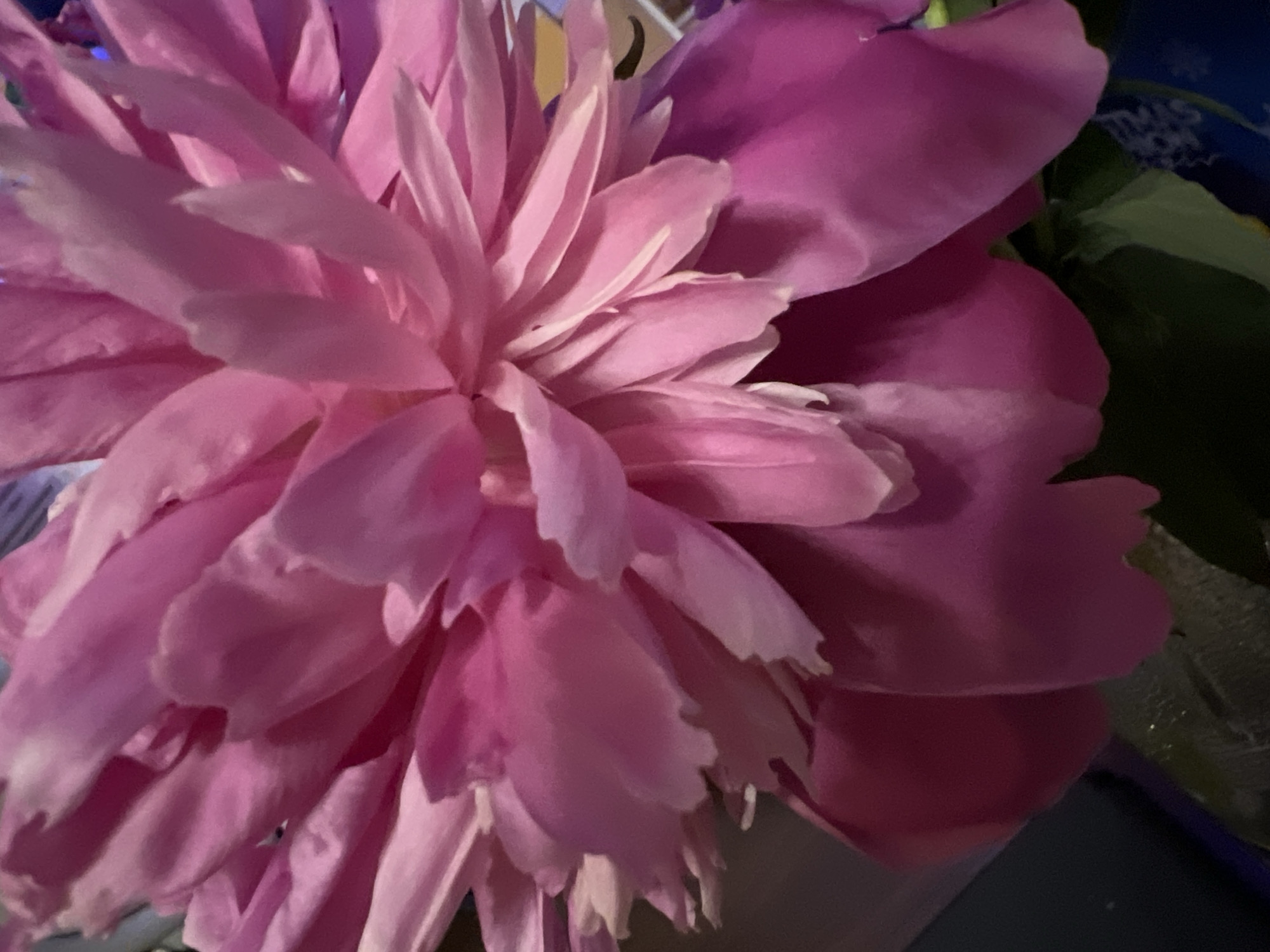This is a close-up, vertical, eye-level shot of a vibrant pink peony flower. The flower is the sole subject, filling the frame and exhibiting a complex arrangement of delicate petals. The lighting is soft, highlighting the texture and natural curves of the petals, with some areas appearing brighter than others due to the light source. The background is out of focus, showing dark and blurred shapes that suggest an indoor environment, possibly a room or a bouquet arrangement. There are no people, actions, or interactions visible. The image does not contain any information or visual cues that would allow for the identification of its location in Minsk, Belarus.