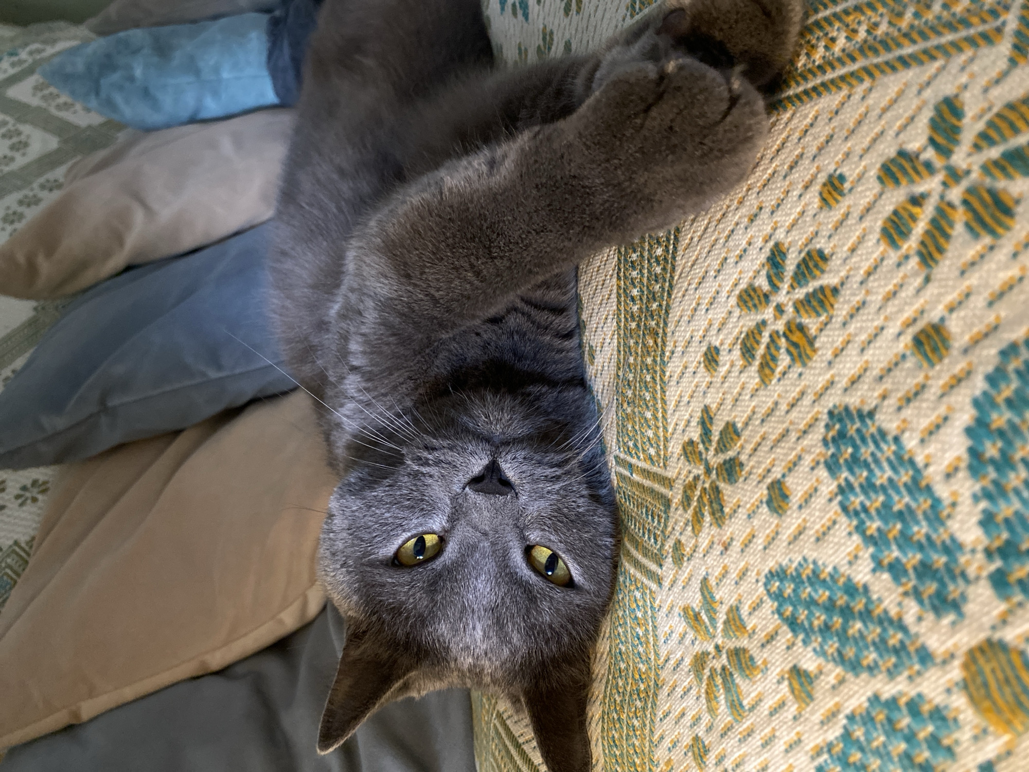 A gray cat with yellow eyes is lying on a couch with a patterned fabric. The cat is looking at the camera. The couch is in a room with several pillows in the background. The location is not specified.