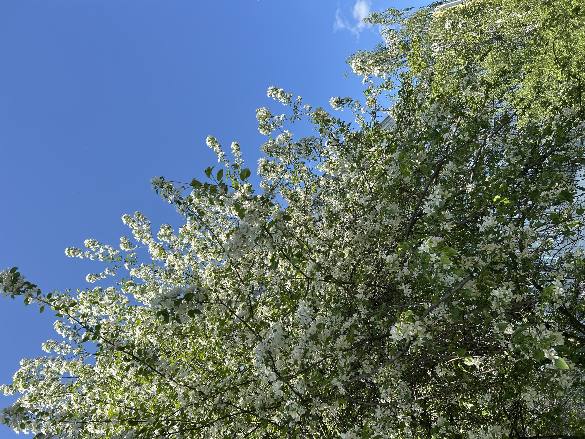A low-angle shot captures a blossoming tree against a clear blue sky, likely in an urban setting. The tree is densely covered in white flowers and green leaves. Parts of a building are visible at the top of the frame. The light suggests it is daytime. The city and specific location are not discernable.