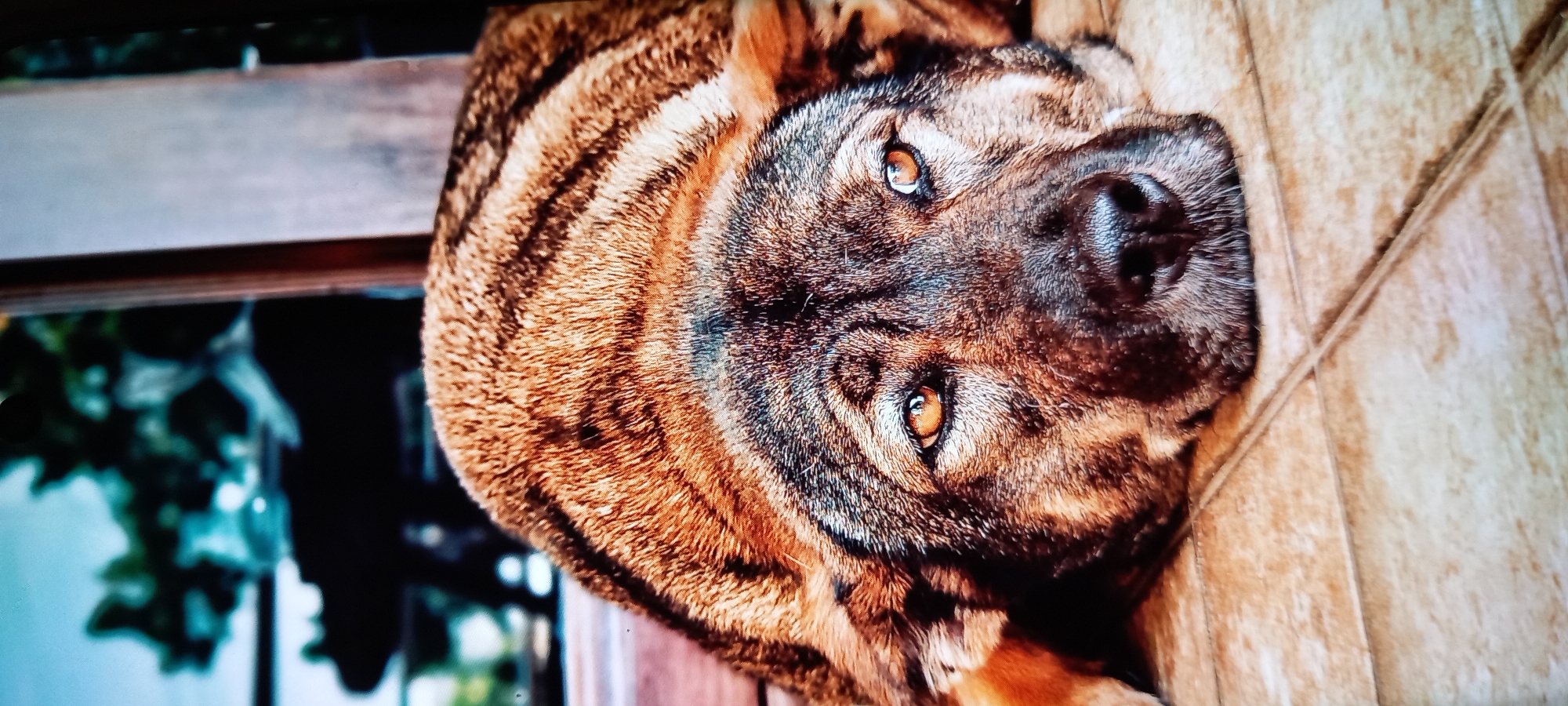 A close-up, slightly angled, indoor shot shows a dog lying on a wooden surface. The dog has a brown and black coat with darker stripes. Its eyes are a bright amber color, and its nose is black. The background suggests an outdoor view, possibly seen through a window, with green foliage visible. The location is Baan Chaloklum, Thailand.