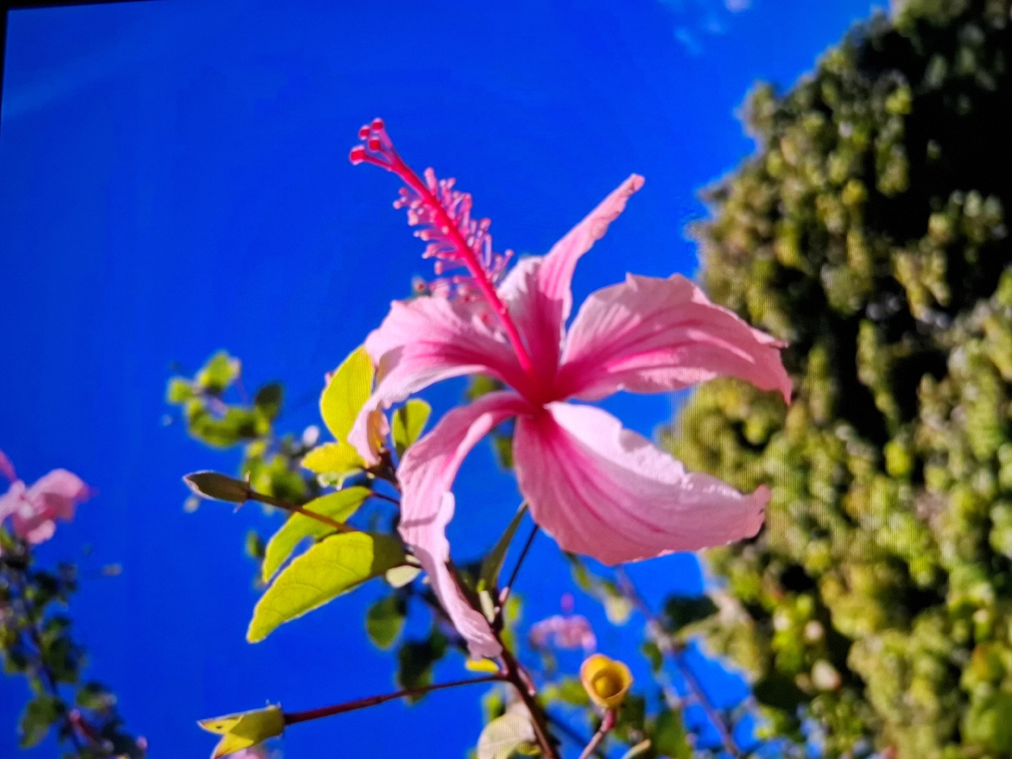 A close-up, low-angle shot captures a vibrant pink hibiscus flower in full bloom against a clear, bright blue sky. The hibiscus's petals are a soft pink, with darker pink veins radiating from the center. Its stamen, a bright red, extends prominently from the flower's core. Green leaves, some tinged with yellow, surround the flower, and a small yellow bud is visible to the left. In the background, the out-of-focus foliage of a dense green tree creates a textured layer beneath the blooming flower and sky. The overall impression is one of natural beauty and bright, sunny weather. There are no people or structures visible in the image, and no specific location in a city can be determined.