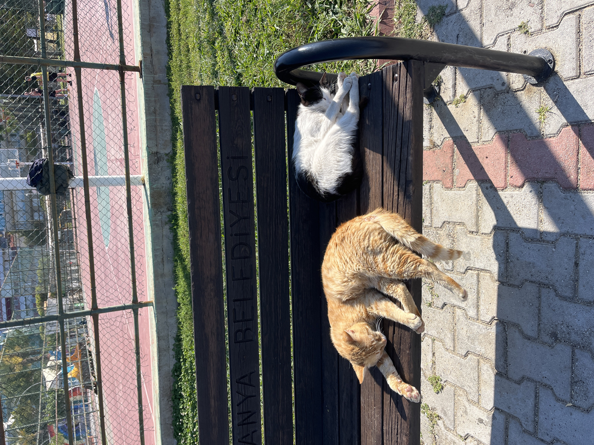 Two cats are sleeping on a park bench in Alanya, Turkey. One cat is black and white, curled up on the left side of the bench, while the other cat is orange and sprawled out on the right side. The bench is made of dark wood and has metal arms. Next to the bench is a paved area with red and gray bricks. In the background, there is a chain-link fence and some greenery. People can be seen in the background on the other side of the chain-link fence. The phrase "ALANYA BELEDIYESI" is engraved vertically on the bench.