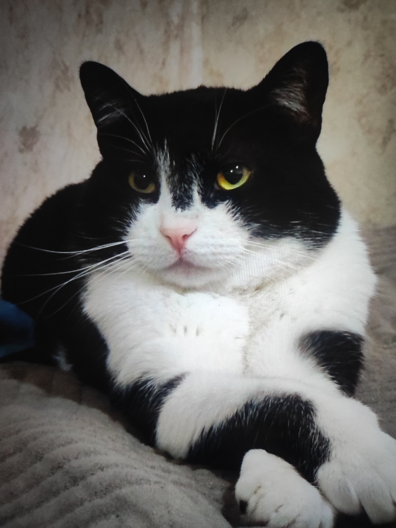 A black and white tuxedo cat is lying down on a textured surface, likely a blanket or sofa. The cat is facing the camera with its front paws crossed. Its eyes are open and a bright yellow-green. The cat's nose is pink, and its whiskers are white and prominent. The background is a neutral, textured wall. There is no discernible location in Cherkasy, Ukraine, or any other city.