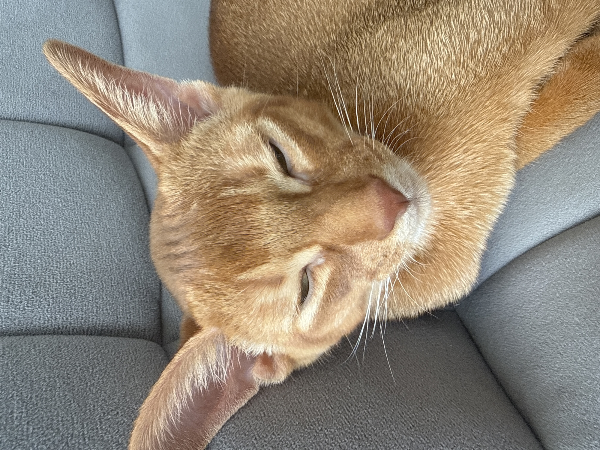 A close-up, high-angle shot shows the head and partial body of a ginger cat resting on a grey upholstered surface, likely a sofa or chair. The cat's eyes are partially closed, giving it a sleepy or relaxed appearance. Its large ears are prominent and angled upwards. The cat's fur is short and appears to be a warm ginger color with some darker stripes on its face and body. White whiskers are visible fanning out from its muzzle. The grey upholstery has a textured, fabric surface and features soft curves, indicating it is furniture. The lighting is bright and even, suggesting an indoor setting. No specific location within the city of Stary Oskol, Russia can be determined from the image.