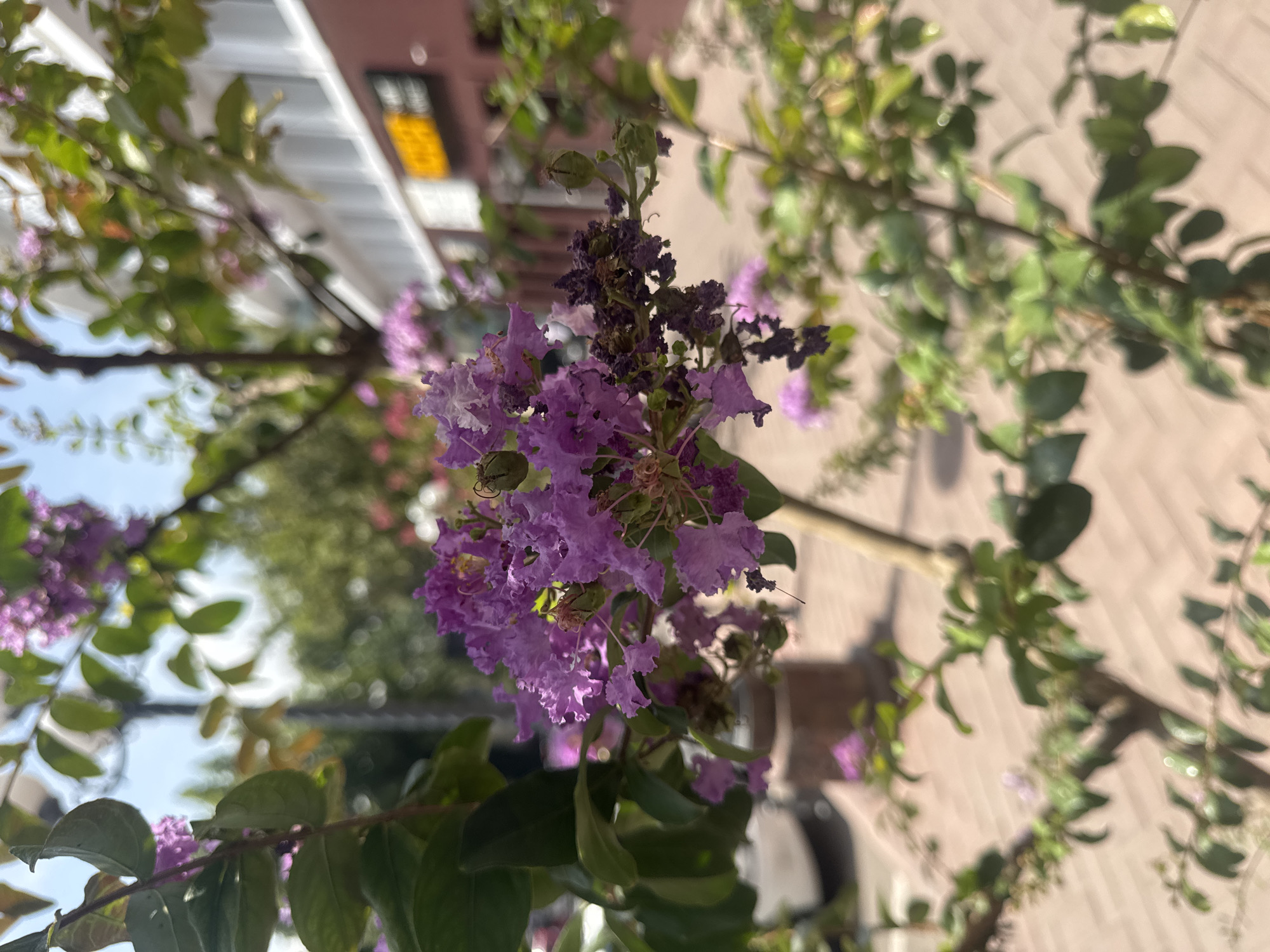 A close-up shot captures a cluster of vibrant purple crepe myrtle flowers, their delicate petals unfurling against a backdrop of lush green leaves and branches. The flowers are the main subject, with some in full bloom and others beginning to wilt, showing a spectrum of purples and deep reds. The background is blurred, suggesting an outdoor setting. To the right, a building with a red brick facade and a yellow sign is visible, hinting at a commercial area. The ground appears to be paved with brick-like tiles. The scene suggests a sunny day in a city, possibly Tashkent, Uzbekistan, given the architectural style and general ambiance often found in its urban green spaces and commercial districts. No people are present in the frame, emphasizing the natural beauty of the flowers and the urban environment.