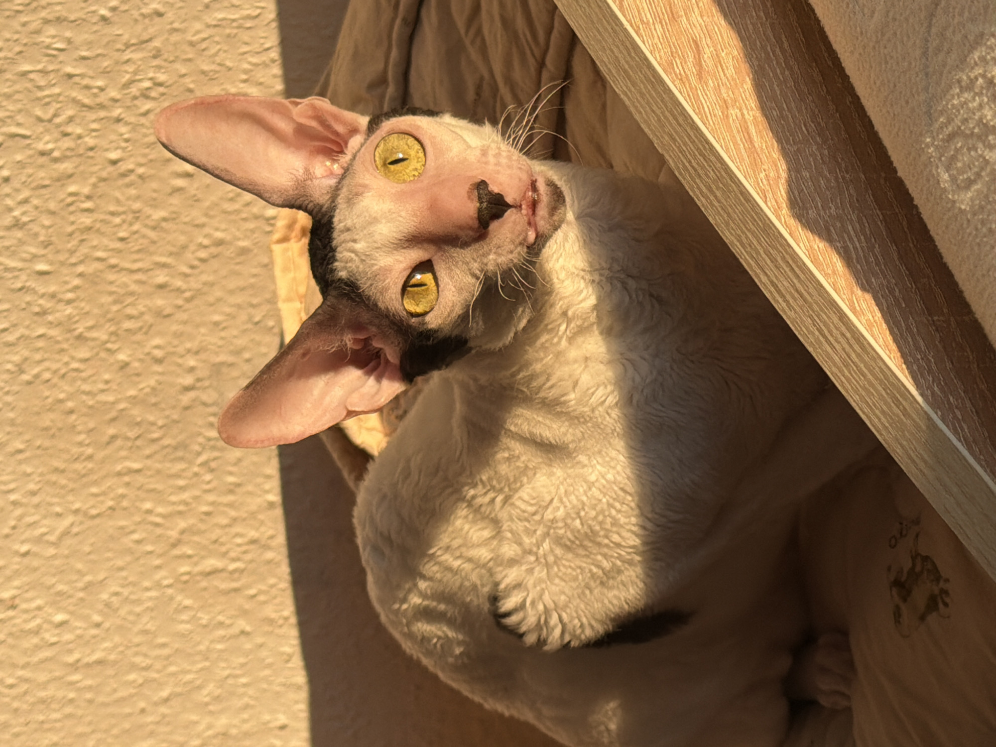 An indoor, close-up shot captures a white and black Cornish Rex cat with striking yellow eyes. The cat is positioned on a textured, light brown surface, possibly a bed or blanket, which has a subtle pattern. The background is a textured, light yellow wall, illuminated by warm, directional sunlight casting shadows. The lighting suggests the sun is low, indicating it could be morning or late afternoon. The cat's fur appears curly and somewhat sparse, characteristic of the breed. Its ears are large and prominent, and its mouth is slightly open, revealing a small portion of its tongue. A portion of a light-colored wooden object with a thin white stripe runs diagonally across the lower right of the frame, casting a shadow. No elements in the image suggest a specific location in Yekaterinburg, Russia.