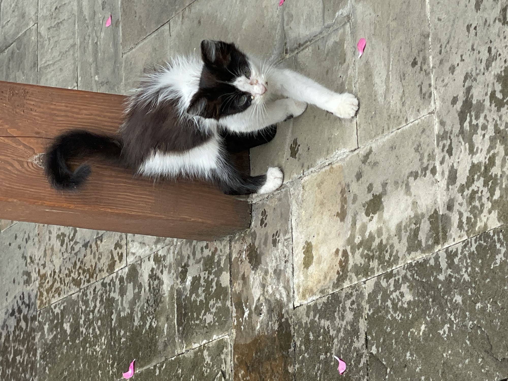 A black and white kitten walks across a wet, stone-tiled ground. The kitten has black fur on its back, tail, and ears, with white fur on its chest, belly, and paws. Its tail is curled upwards. The kitten's face is mostly white with black markings around its eyes and nose. The ground is made of large, rectangular stone tiles that are wet, with some areas appearing darker than others, suggesting the presence of water or moisture. There are a few small, pink flower petals scattered on the ground. A vertical, brown wooden post is visible on the right side of the image, partially obscured by the kitten. The environment appears to be outdoors, possibly a courtyard or pathway. The location is identified as Abaata, Abkhazia.