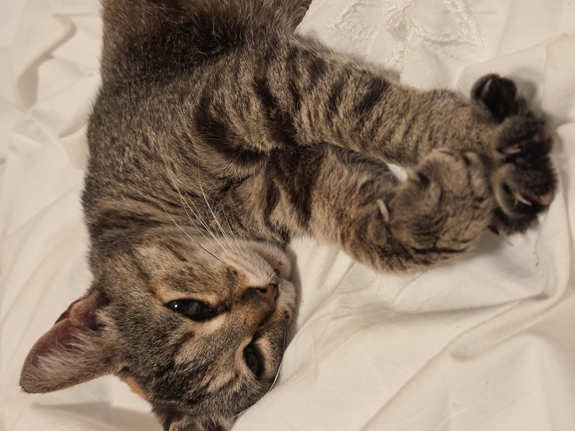A brown tabby cat is lying on its back on a white, textured surface, possibly bedding. The cat is positioned with its head facing downward in the image, eyes partially closed, and whiskers visible. The cat's paws are crossed. The location in the city of Dulovo, Bulgaria, cannot be determined from this image.