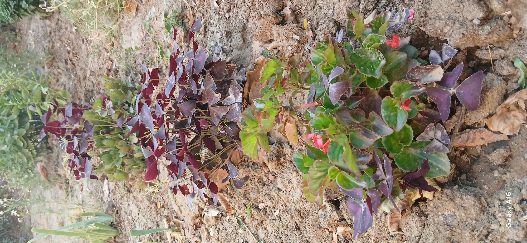 A close-up, vertical shot captures a row of small plants growing in soil. The foreground features a cluster of plants with bright green leaves and small red flowers. Behind this, a line of plants with deep purple, heart-shaped leaves stretches into the background. The soil appears dry and sandy, with fallen leaves scattered on the surface. In the upper background, out-of-focus green foliage and some dried grass are visible. The scene is set outdoors, likely in a garden or park, with the characteristic dry soil and sparse vegetation often seen in the urban environment of Angren, Uzbekistan.