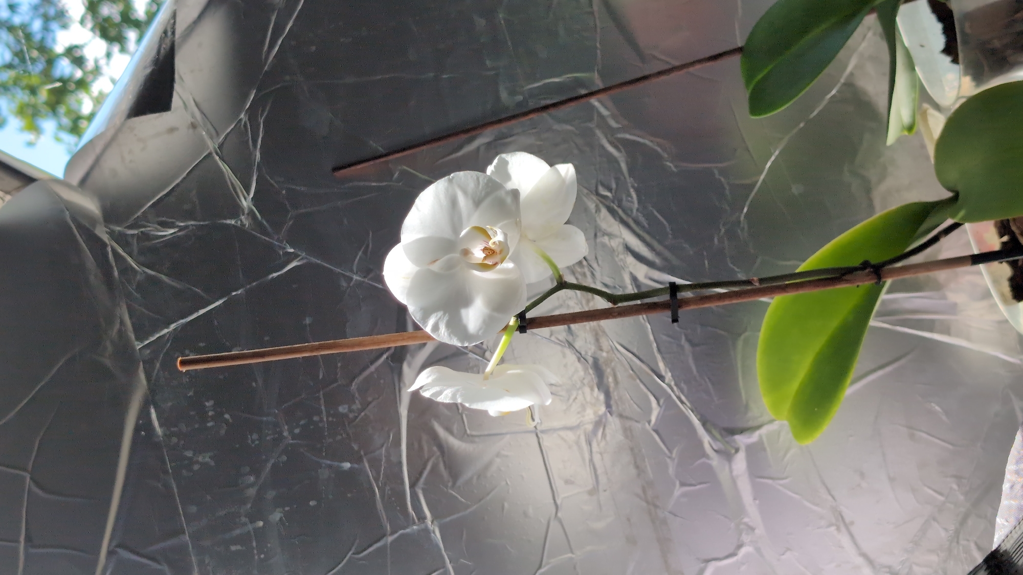 A close-up, vertical shot captures two white orchid blooms on a thin, brown stem. The flowers are in focus, with the larger bloom on the right showing intricate detail in its petals and center. A thinner orchid bloom is positioned to the left, slightly out of focus. The stem is supported by a thin, wooden stake. Green orchid leaves are visible at the bottom of the frame. The background is a crinkled, reflective material, possibly foil, which distorts the light. Above the foil, a blurred glimpse of green foliage and blue sky suggests an outdoor setting, possibly a balcony or garden, in Kozare, Bulgaria.