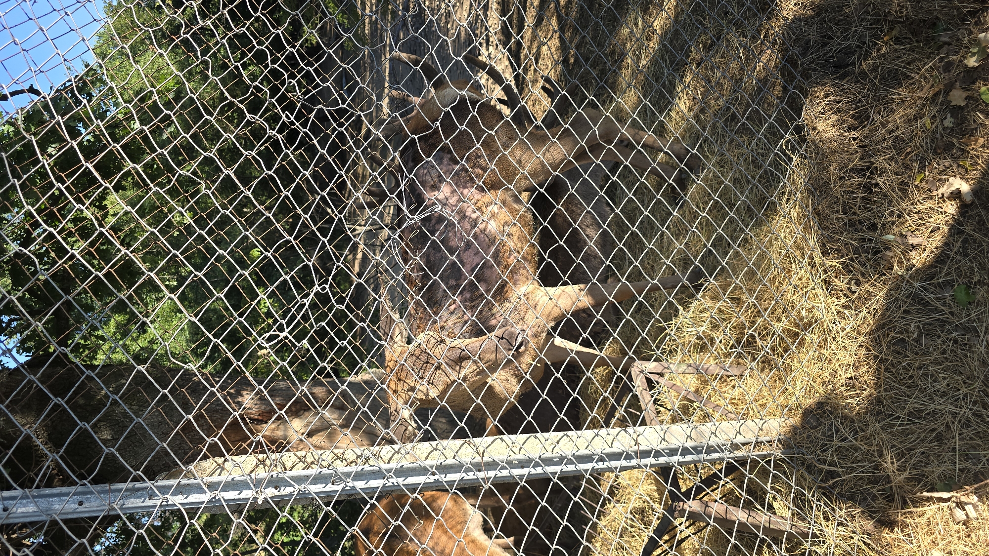 In Krasnovo, Bulgaria, behind a chain-link fence, two deer are visible in an outdoor enclosure. One deer, in the foreground, has patchy fur, with some areas appearing bare and reddish-brown. Its head is turned to the side, and its eyes are closed. The second deer is partially obscured behind the first, and only its hindquarters and antlers are visible. The enclosure floor is covered in dry hay, and a tree trunk is present behind the deer. In the background, there is foliage and a clear blue sky.
