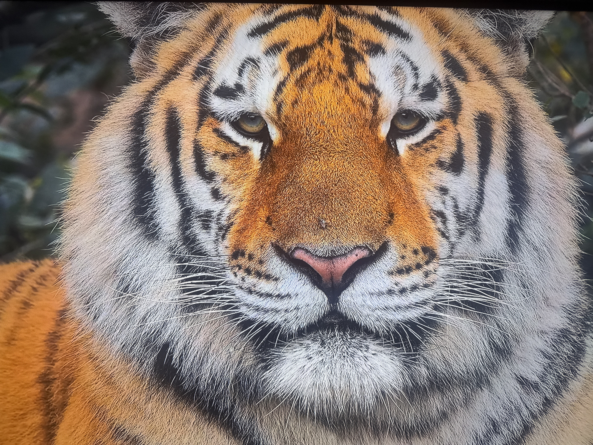 The image shows a close-up view of a tiger's face. The tiger has orange fur with black stripes, white and grey fur around its face, and yellow eyes. The background is blurred and indistinct, suggesting a natural environment. There is no indication of a location in Varna, Bulgaria.