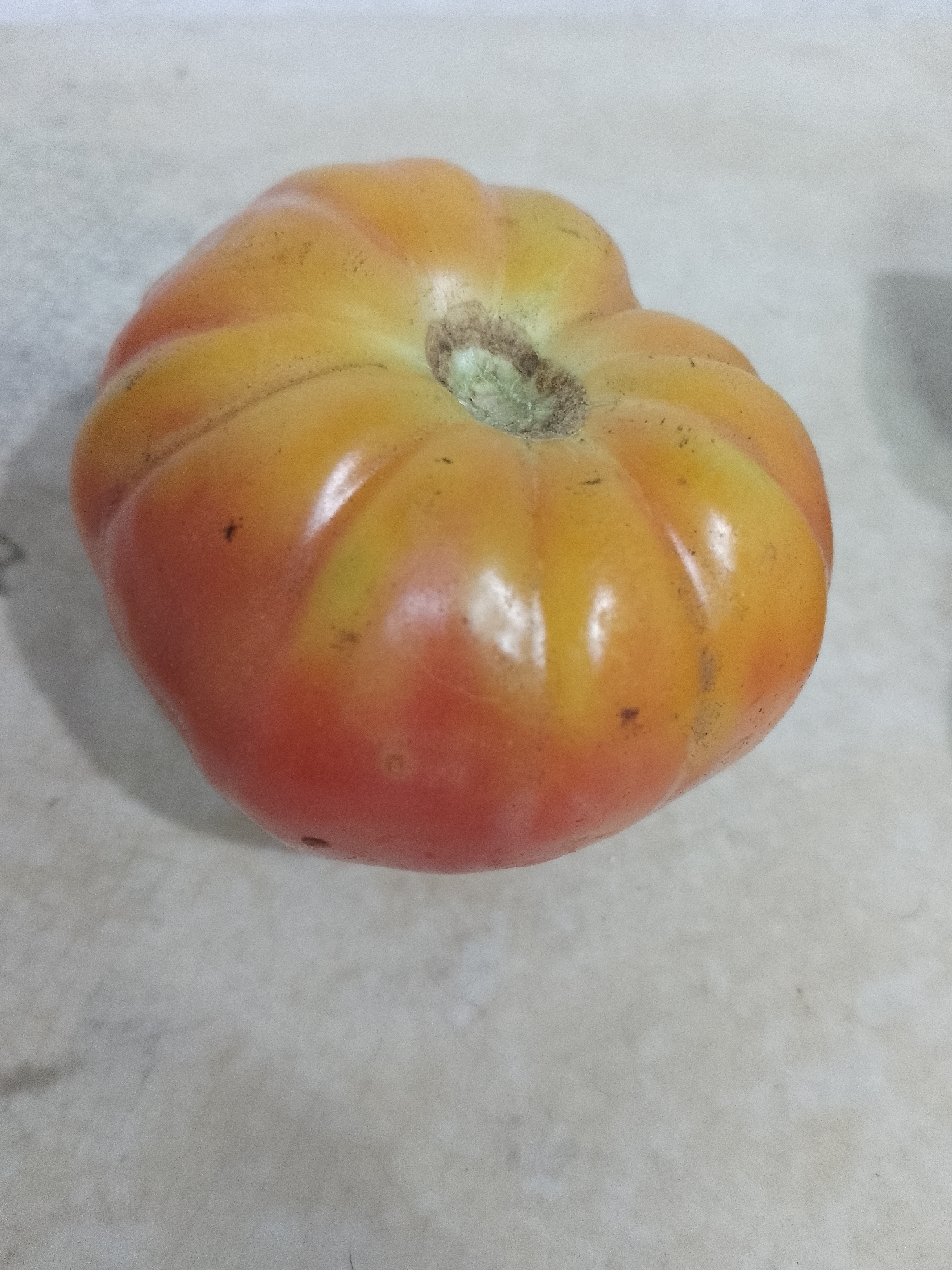 A single, large, ribbed tomato sits on a light-colored, slightly mottled surface. The tomato is transitioning from a red hue at the bottom to a yellow-orange color towards the top. It has a slightly glossy sheen. The stem scar is visible on the top of the tomato, exhibiting a greenish-brown coloration. There are a few small imperfections or blemishes on the tomato's surface. The setting appears to be indoors, with the tomato resting on a kitchen countertop or similar surface. No people are visible. The location is unknown.