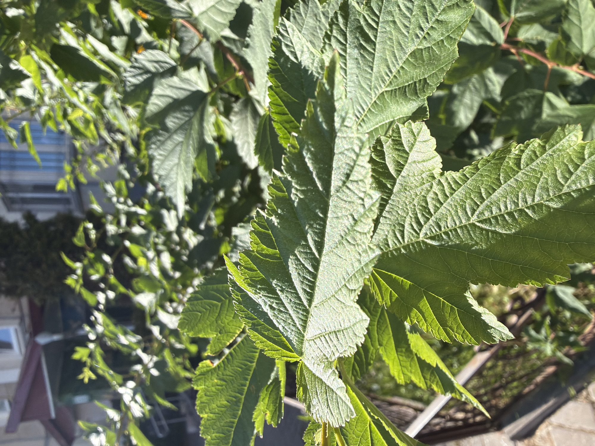 This is a close-up, eye-level shot of green leaves in the foreground, with a blurry background of a building and a fence. The leaves are detailed, showing visible veins and serrated edges, and are illuminated by sunlight, creating highlights and shadows. In the background, a building with windows and a dark roof is visible. A metal fence runs horizontally across the lower left portion of the image. The scene appears to be outdoors, possibly in a residential or urban area, given the presence of the building and fence. Without further information or context, it is not possible to determine the specific location within Minsk, Belarus. There are no people or animals present in the image.