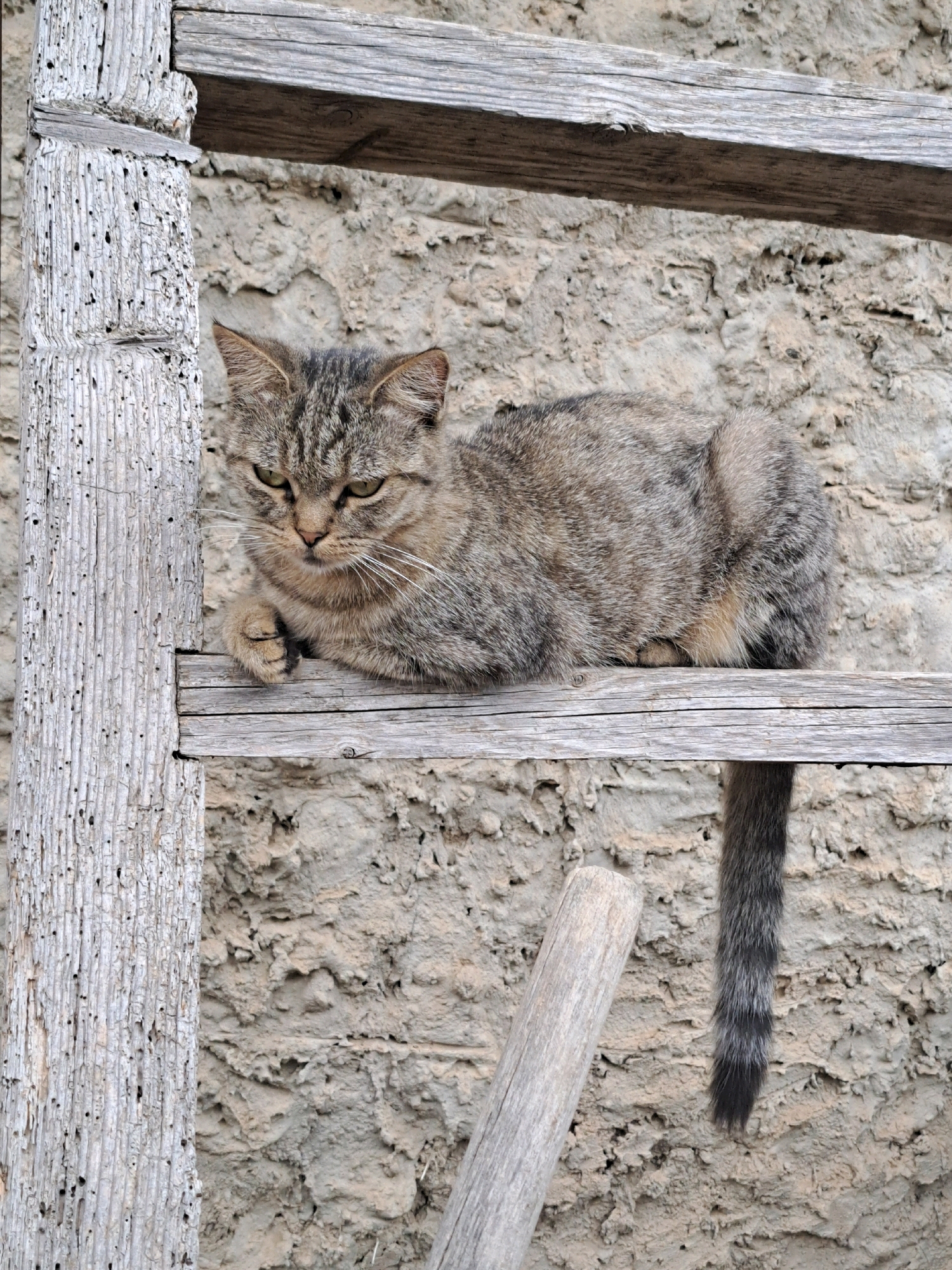 A tabby cat is perched on a wooden plank, which appears to be part of a dilapidated structure. The cat is facing the camera with a neutral expression, its tail hanging down. The background consists of a rough, textured wall. The scene is set outdoors in Vypasne, Ukraine.