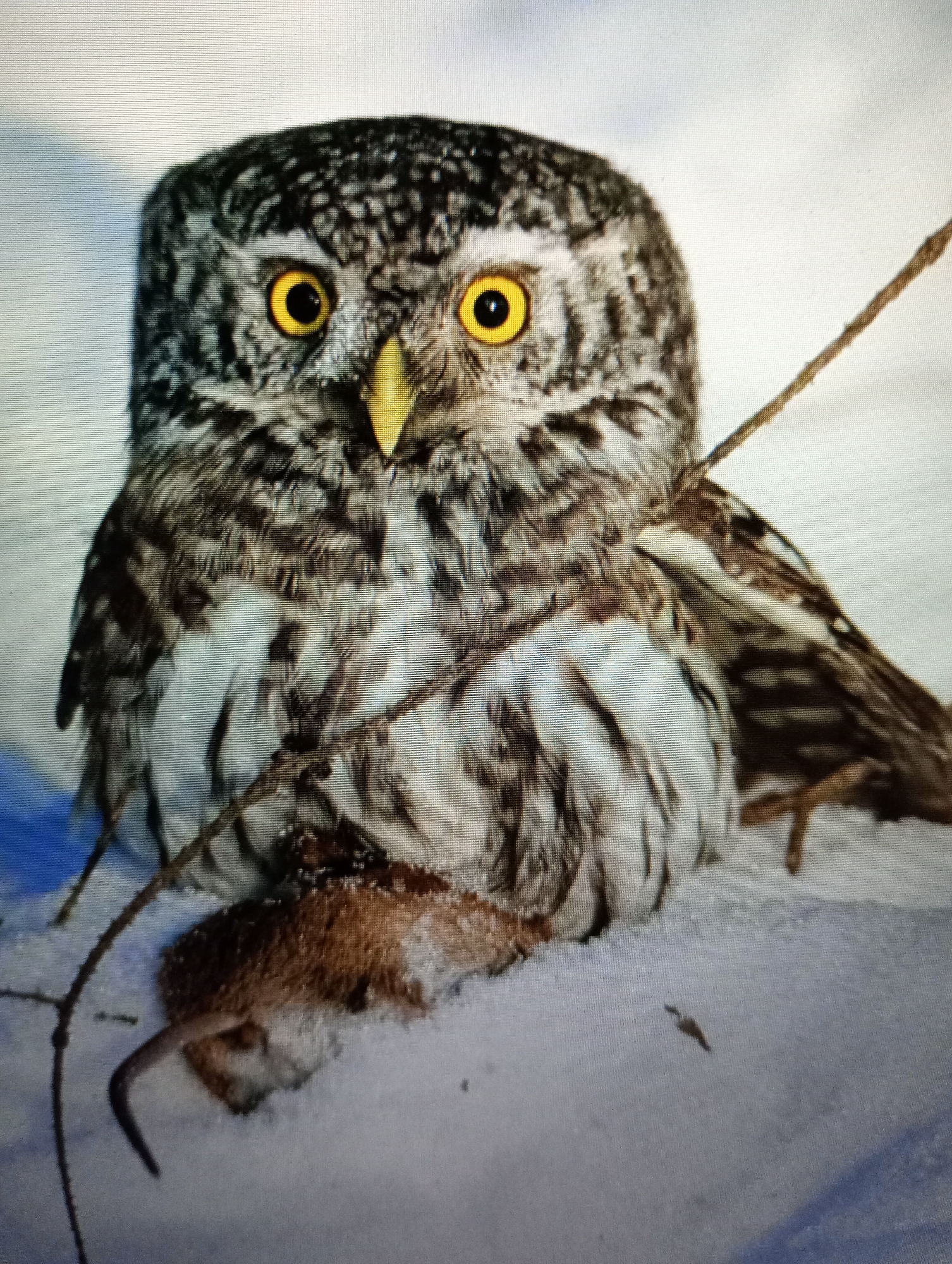 A close-up, eye-level photograph captures a small, speckled owl with striking yellow eyes, perched in a snowy environment. The owl's plumage is a mix of dark brown and white, with intricate patterns on its head and chest. Its beak is a bright yellow. In front of the owl, partially obscured by its body, lies a small, brown rodent, likely its prey, covered in snow. The owl is positioned in the lower half of the frame, with its body facing slightly to the right. A thin, dry branch crosses diagonally in front of the owl, extending from the upper right towards the lower left. The background is a soft, out-of-focus white and blue, indicating a winter landscape, possibly a field or forest floor covered in snow. There are no visible people or structures. The image does not contain information that can place the scene in Harmanli, Bulgaria.