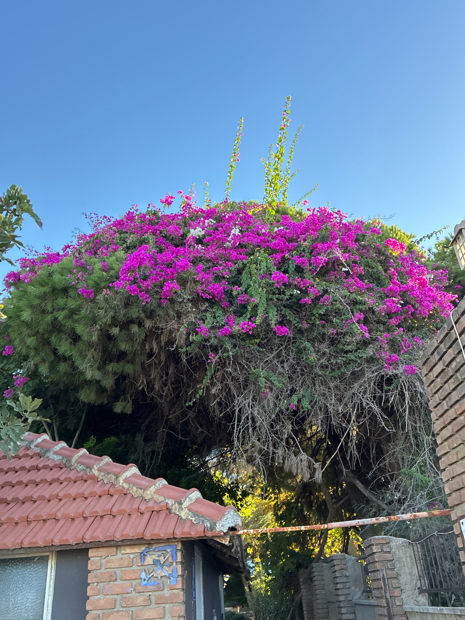 The image shows a large bougainvillea plant with bright pink and white flowers cascading over a dense green coniferous tree. The plant is in full bloom and appears to be growing on a structure or in front of a building. In the foreground, a portion of a red tiled roof of a brick building is visible. The sky is clear and blue. The scene is likely outdoors, possibly in a residential area or garden. The overall impression is one of vibrant natural beauty contrasted with man-made structures.