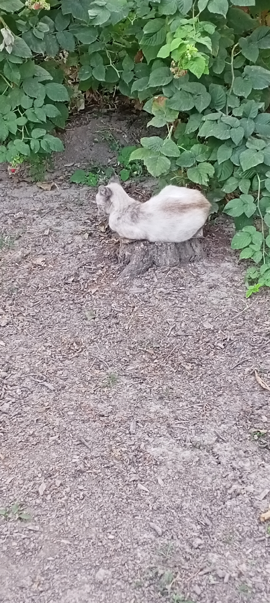 A light-colored cat with tabby markings is resting on a tree stump in a garden area in Sokuluk, Kyrgyzstan. The cat is positioned on the right side of the image, facing away from the camera and looking to the left. Its body is curled up, with its tail tucked underneath. The tree stump appears to be rough and weathered. Behind the stump, there is lush green foliage, likely from a bush or plants. The ground in front of the stump is covered with small stones, twigs, and dried leaves. The overall environment suggests an outdoor setting, possibly a backyard or park.