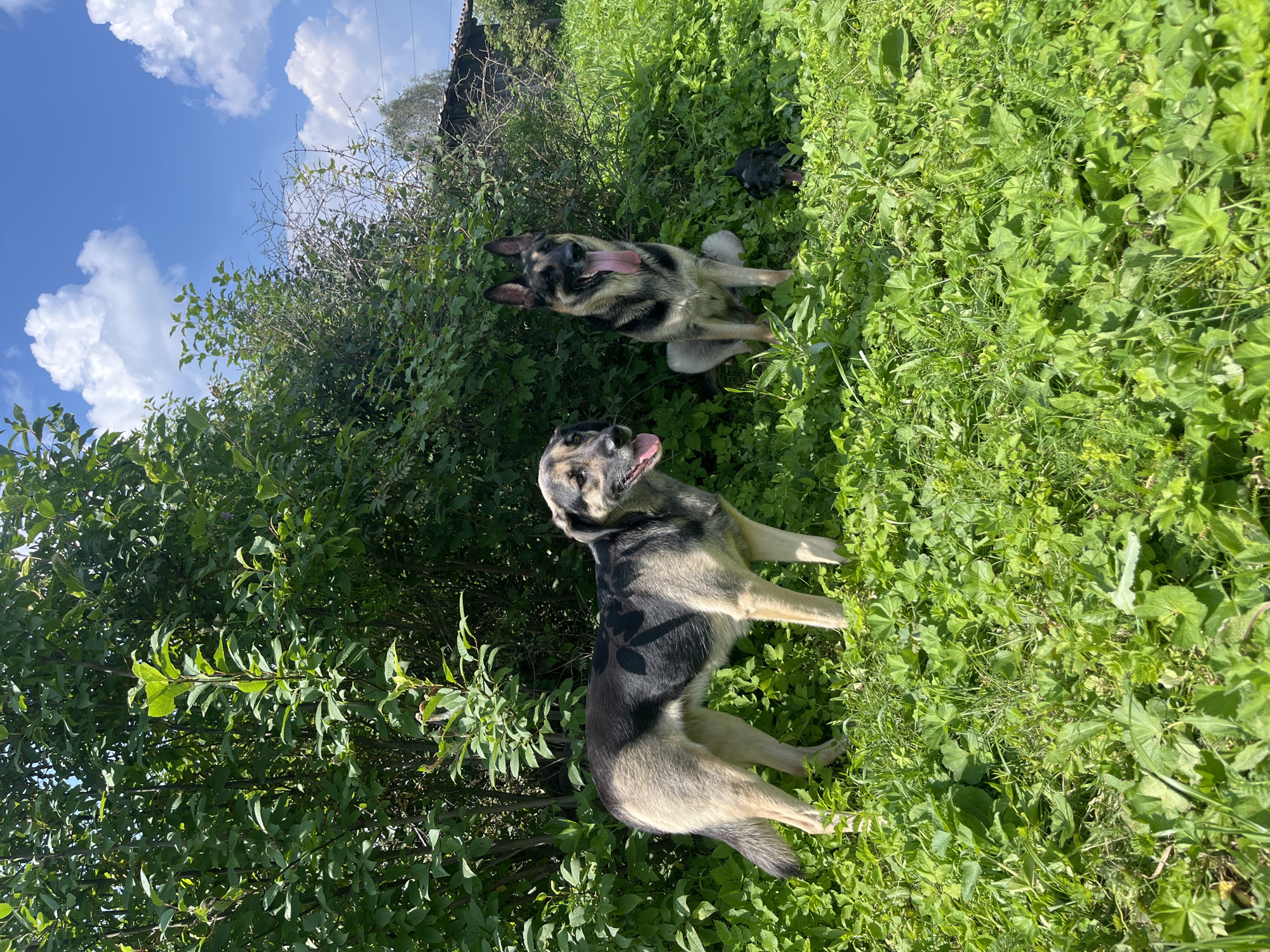 Three dogs are in a grassy, outdoor area with trees and bushes. The largest dog, a German Shepherd mix, stands in the left foreground, facing right. To its right and slightly behind, a German Shepherd sits with its tongue out. A small black dog is partially visible between the legs of the German Shepherd. The background consists of dense green foliage and a bright blue sky with white clouds. A dilapidated wooden structure is visible in the far background. The scene appears to be a rural or semi-rural setting, potentially on the outskirts of Nizhny Tagil, Russia, given the architectural style of the distant building and the natural landscape.