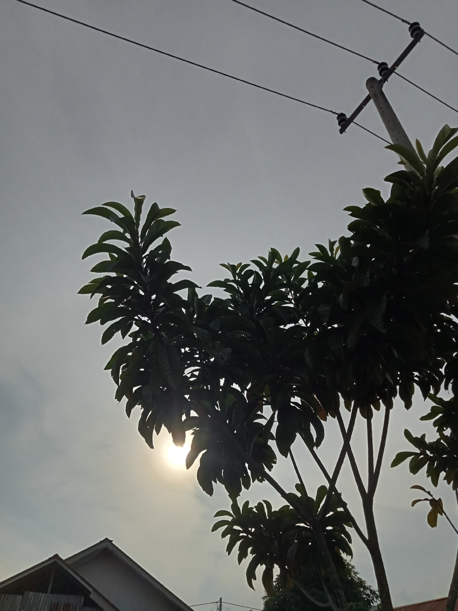 A low-angle shot captures a silhouette of a tree with large, dark green leaves against a bright, overcast sky. The sun is visible, peeking through the branches, casting a soft glow. In the background, a utility pole with electrical wires stretches across the frame, and the peaked roofs of two houses are visible at the bottom left. The scene appears to be located in Teluk Kenidai, Indonesia, where the sky suggests it is either early morning or late afternoon. There are no people or animals present in the image.