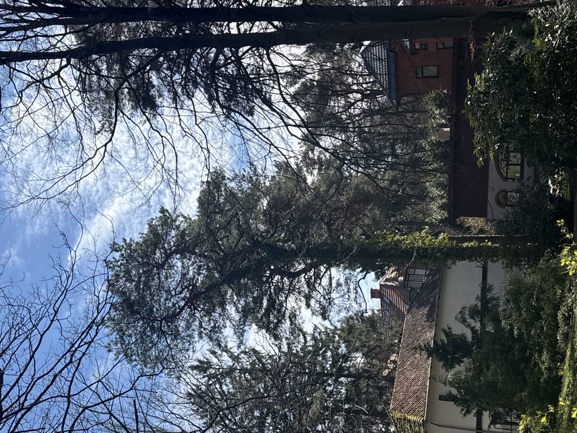 The image presents an upward view through a dense canopy of trees towards a bright sky and several buildings, characteristic of a residential or natural setting. The sky is a clear, vibrant blue, adorned with scattered, wispy white clouds.
Dominating the foreground and midground are numerous trees. Many feature dark, intricate networks of bare branches, suggesting either late winter or early spring. Interspersed among these are coniferous trees with dark green needles, adding year-round greenery to the scene. Notably, one of the tree trunks is partially enveloped in verdant ivy, climbing upwards.
Through the gaps in the foliage, distinct architectural elements become visible. To the right side of the frame, a building constructed of reddish-brown brick with a dark, possibly tiled or slate, roof can be seen, featuring multiple windows. Further down and to the center-right, another building appears with a prominent reddish-brown tiled roof and a visible chimney. This structure has a lighter-colored facade, potentially white or light plaster, and displays traditional half-timbering. It features distinctive arched or rounded windows, contributing to its older, perhaps European, architectural style.
The scene is illuminated by natural daylight, indicating a bright and clear day. There are no people visible, and no specific activity is taking place. The architectural details and the mix of deciduous and coniferous trees are consistent with the provided location context of Svetlogorsk, Russia, which is known for its historic European-influenced architecture. No visible text is present in the image.