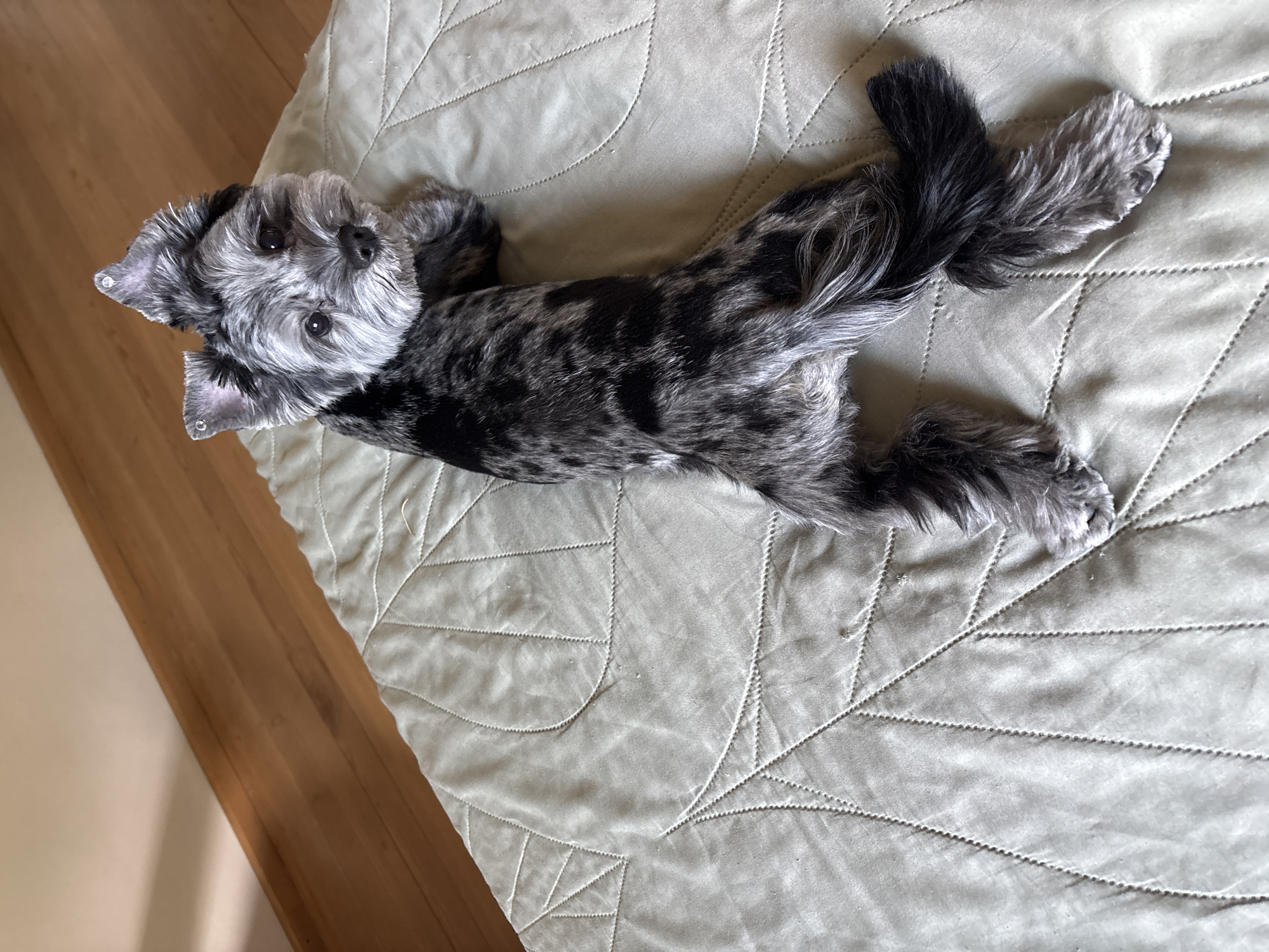 A morkie dog with black and gray fur is lying on a light green quilted blanket. The dog is facing to the left of the frame, with its head turned to look directly at the camera. It has two small silver accessories in its ears. The blanket has a raised pattern of leaf-like shapes. In the background, a wooden floor and a wall are visible. The scene appears to be indoors.