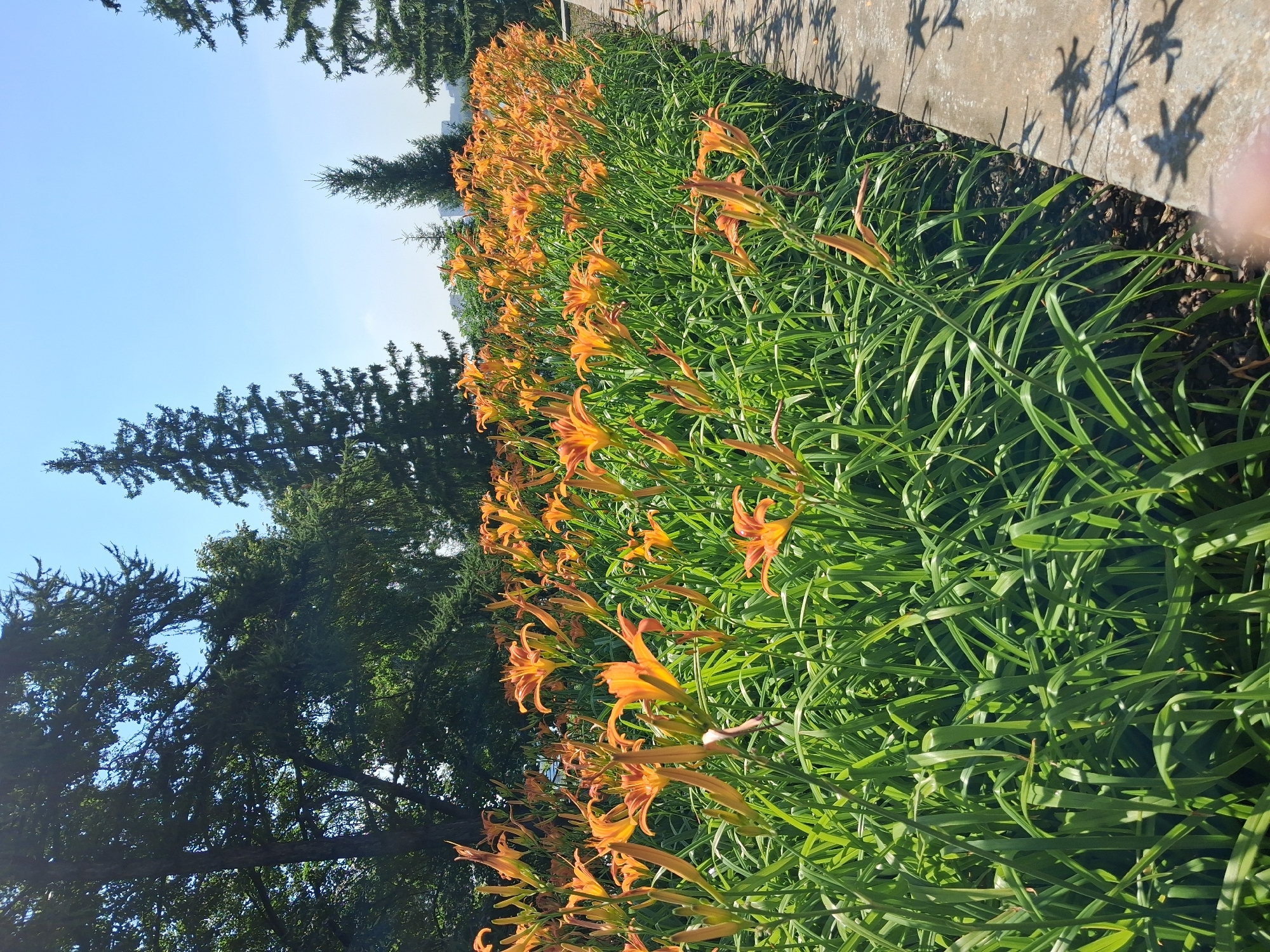 The image depicts a vibrant display of orange daylilies blooming in a garden setting. The flowers are arranged in a dense row along a pathway made of concrete slabs. The pathway has shadows cast on it from the surrounding foliage, suggesting a sunny day. In the background, mature evergreen trees stand tall against a clear blue sky. The overall scene suggests a well-maintained public garden or park in Novosibirsk, Russia. No people are visible in the image.