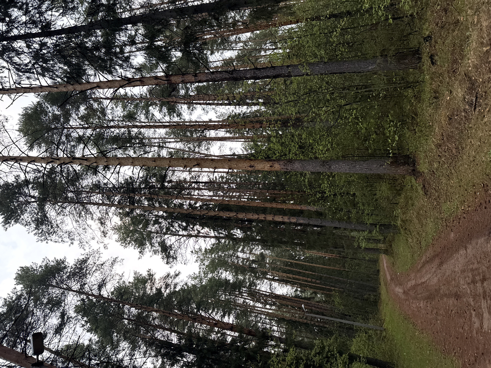 The image shows a dirt road in a forest setting, likely in Votkinsk, Russia. Tall, slender pine trees line the road, their canopies reaching towards the sky, leaving patches of bright sky visible in between. Younger, leafy trees are visible along the road's edge. The road is unpaved and shows signs of tire tracks and wear. The overall scene depicts a natural environment, possibly a park or forested area within or near the city. The image does not show any people.