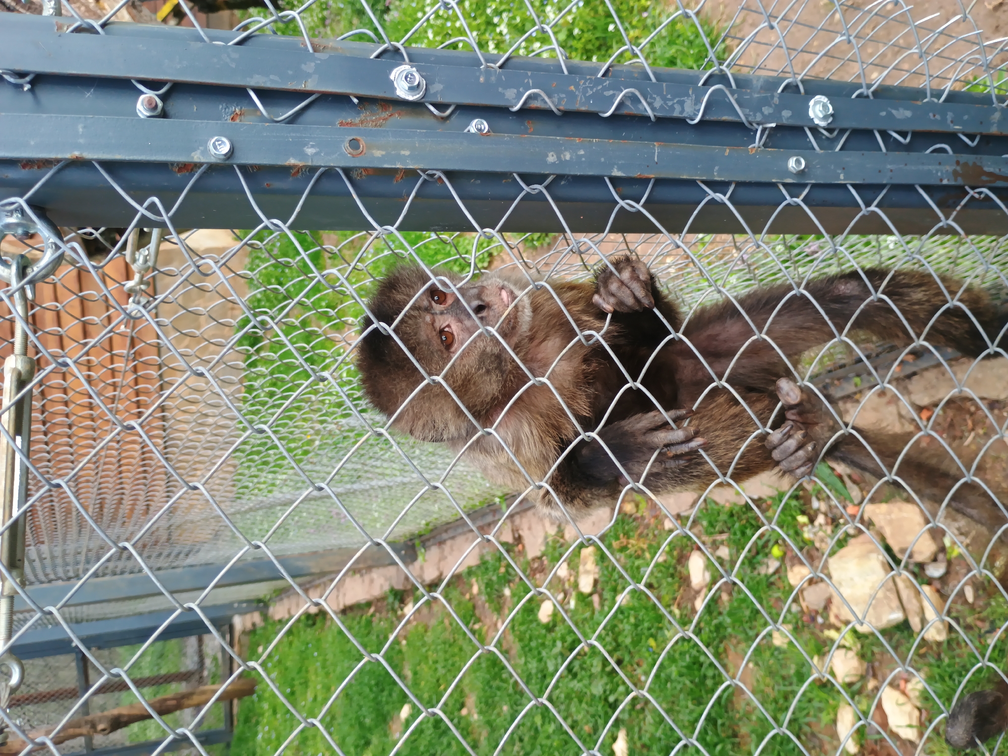 A brown capuchin monkey clings to the inside of a wire mesh enclosure. The enclosure's metal frame is visible, bolted together at the top. The background shows green grass and vegetation outside the enclosure. The location is likely the Zoo of Stara Zagora, Bulgaria.
