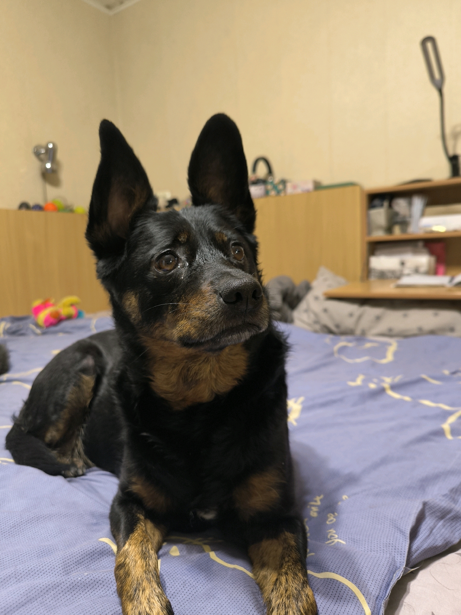A black and tan dog with large, pointed ears lies on a bed covered with a blue patterned comforter. The dog is positioned in the center-left of the frame, looking to the right with its head slightly raised. In the background, a wooden wardrobe with shelves is visible, holding various items including books and what appears to be a lamp. To the left of the wardrobe, a shelf unit is present with colorful toys scattered on it. The lighting suggests an indoor setting, possibly a bedroom. There is no identifiable information in the image to determine its location in Mykolaiv, Ukraine.
