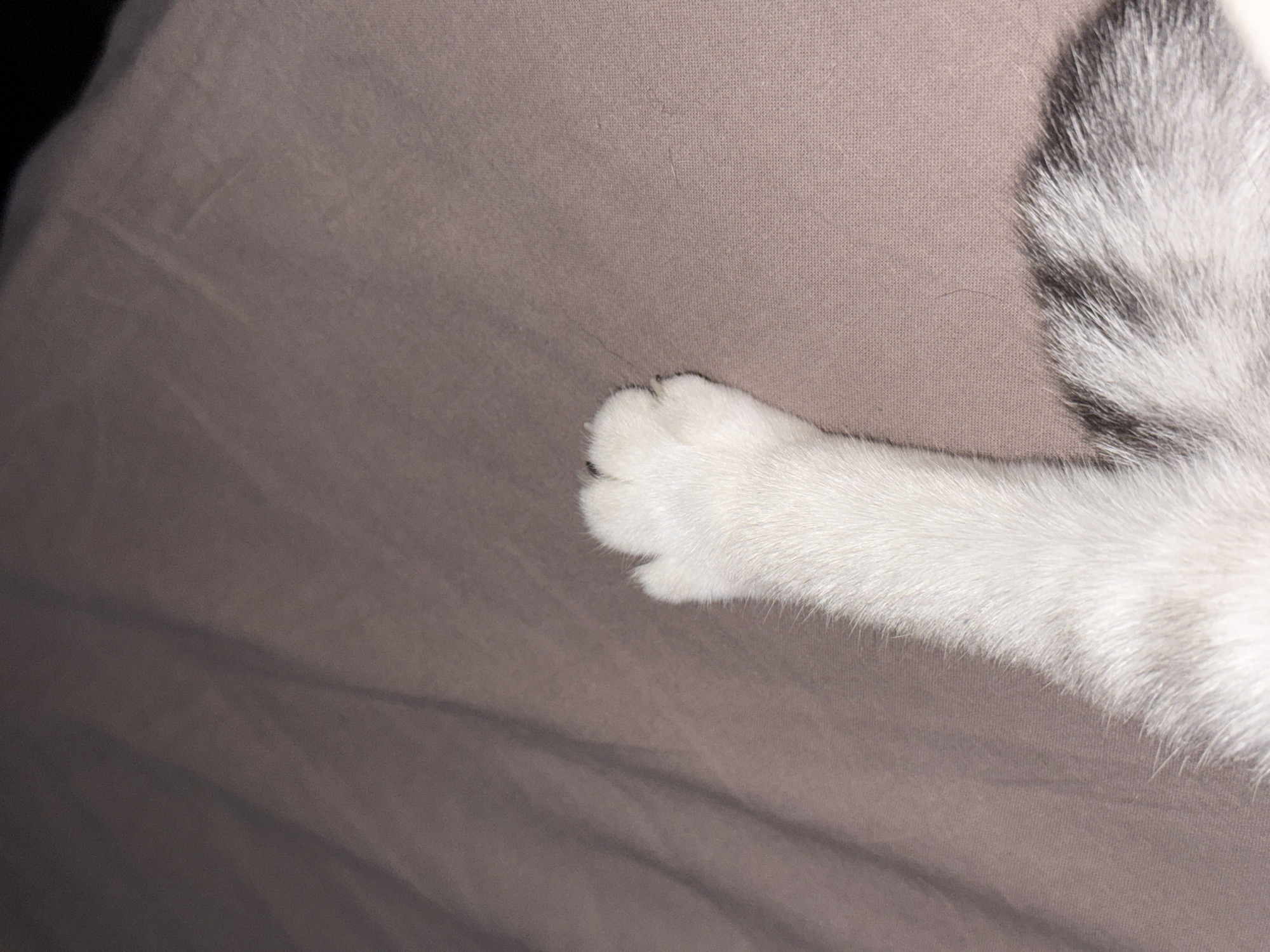 A close-up, overhead shot shows a white cat's paw resting on a textured, mauve-colored surface. The paw is fluffy and white, with visible toes and dark paw pads. The cat's body, partially visible, has gray and white stripes, suggesting it is lying down. The background is out of focus, with gentle folds in the fabric. No people or other animals are present, and the location is unknown.