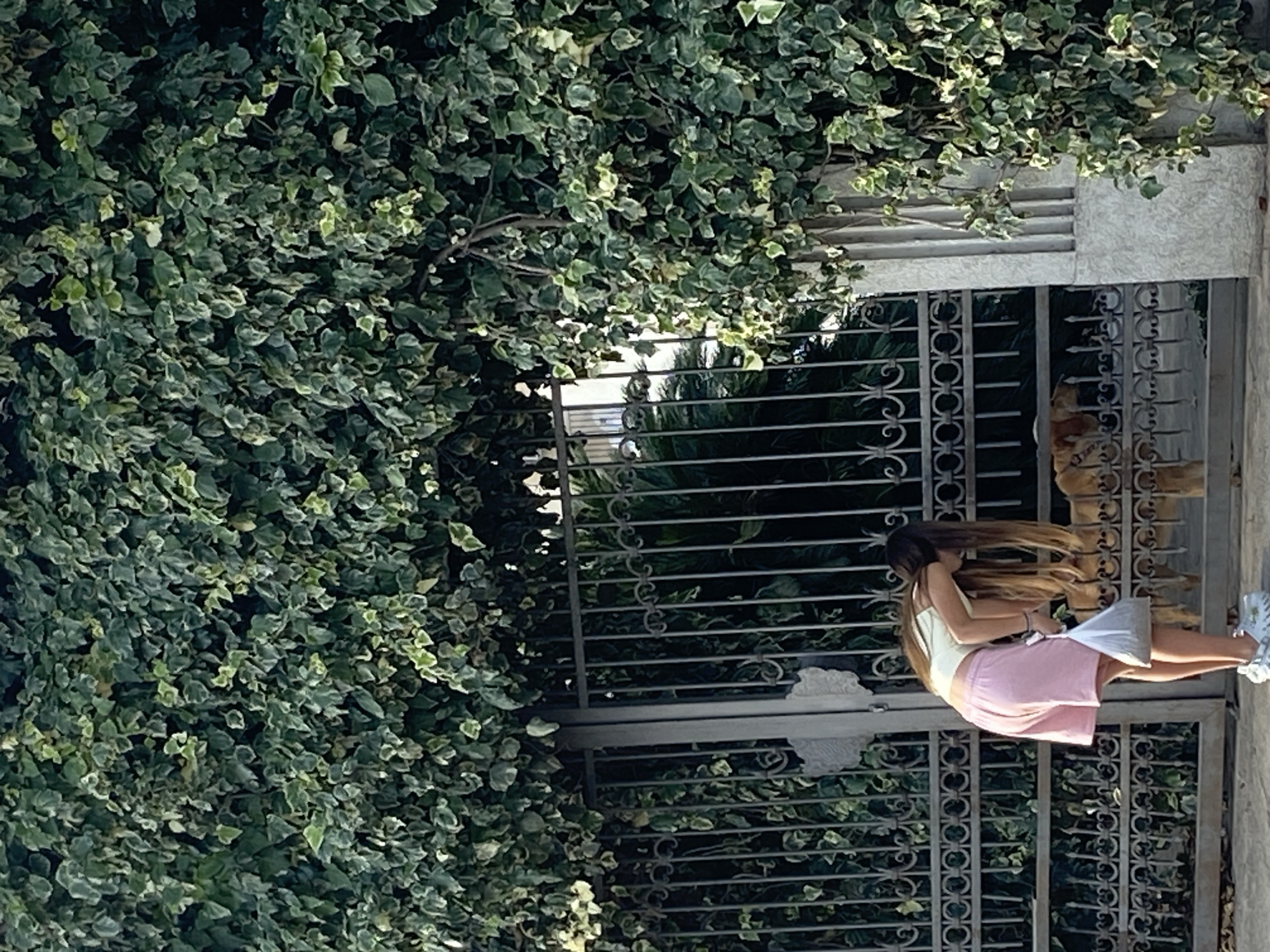 The image displays an outdoor scene in Budva, Montenegro, featuring a young woman and a dog separated by a large, dark metal gate. The woman, possessing long brown hair, is wearing a light-colored sleeveless top, pink shorts, and white athletic shoes. She is observed leaning forward and downward, holding a white plastic bag in her right hand at knee level. A light brown dog is partially visible behind the lower section of the gate, oriented towards the woman. The gate is constructed from vertical metal bars and includes decorative circular scrollwork on its upper panels. Variegated green and light green ivy densely covers the gate structure and forms a thick wall of foliage above and to the right of the gate. The woman stands on a light-colored paved surface, while the dog is situated on a darker, unpaved area inside the gate.