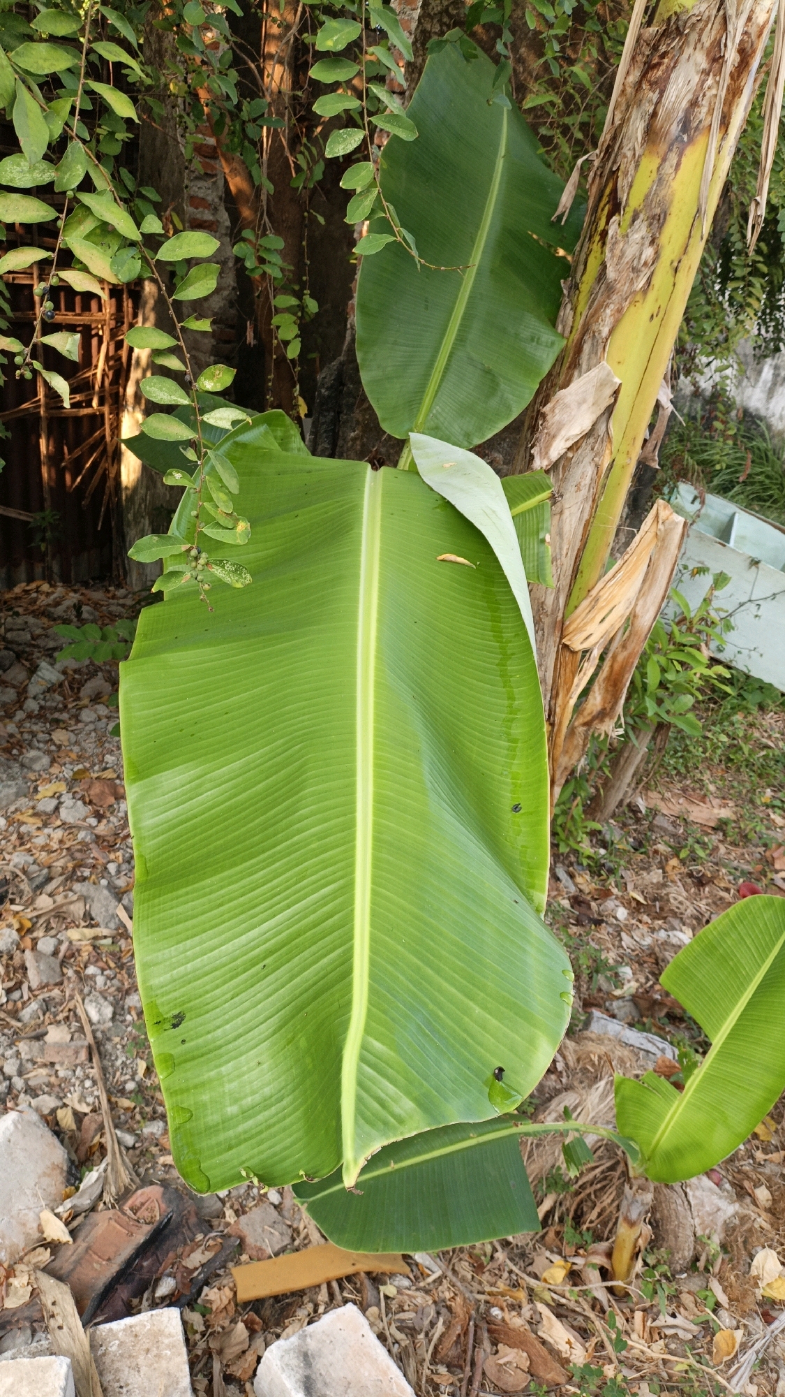 The image shows a close-up of banana leaves and a banana tree trunk. The leaves are large, green, and veined, with one particularly prominent leaf dominating the foreground. Scattered debris, including rocks and dried leaves, litters the ground. In the background, there is a brick wall overgrown with vines and a metal structure. The scene appears to be outdoors, possibly in a garden or yard. The lighting suggests it is daytime, with sunlight casting shadows. The image does not contain any people or identifiable actions. The location is stated to be Cikal, Indonesia.